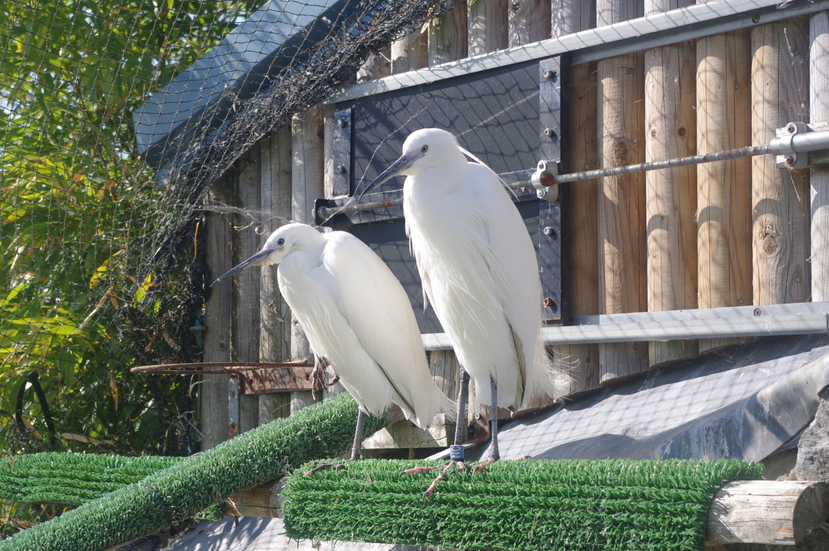 Little Egrets- Penguin Cove- 3/6/2022