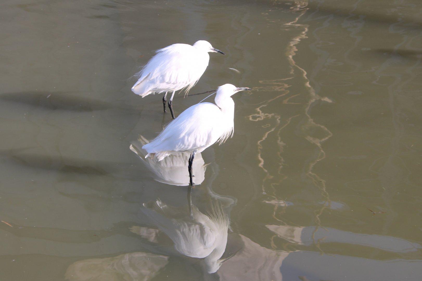 Little egrets