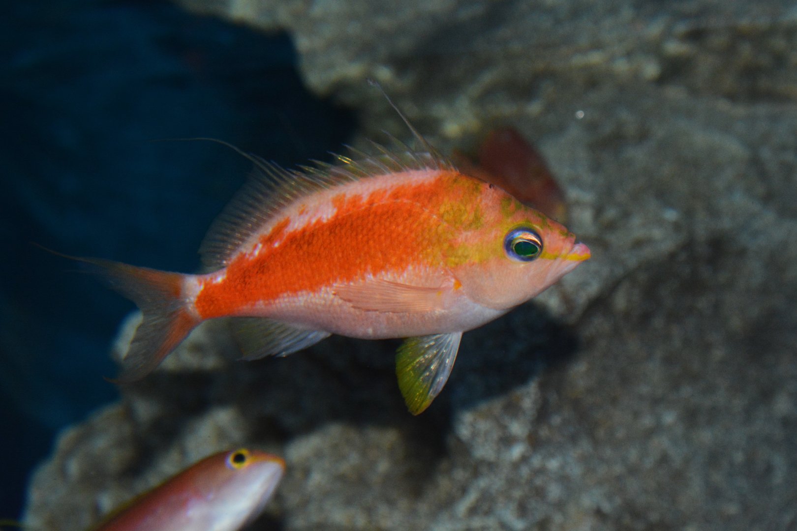 Little fairy basslet (Sacura parva)