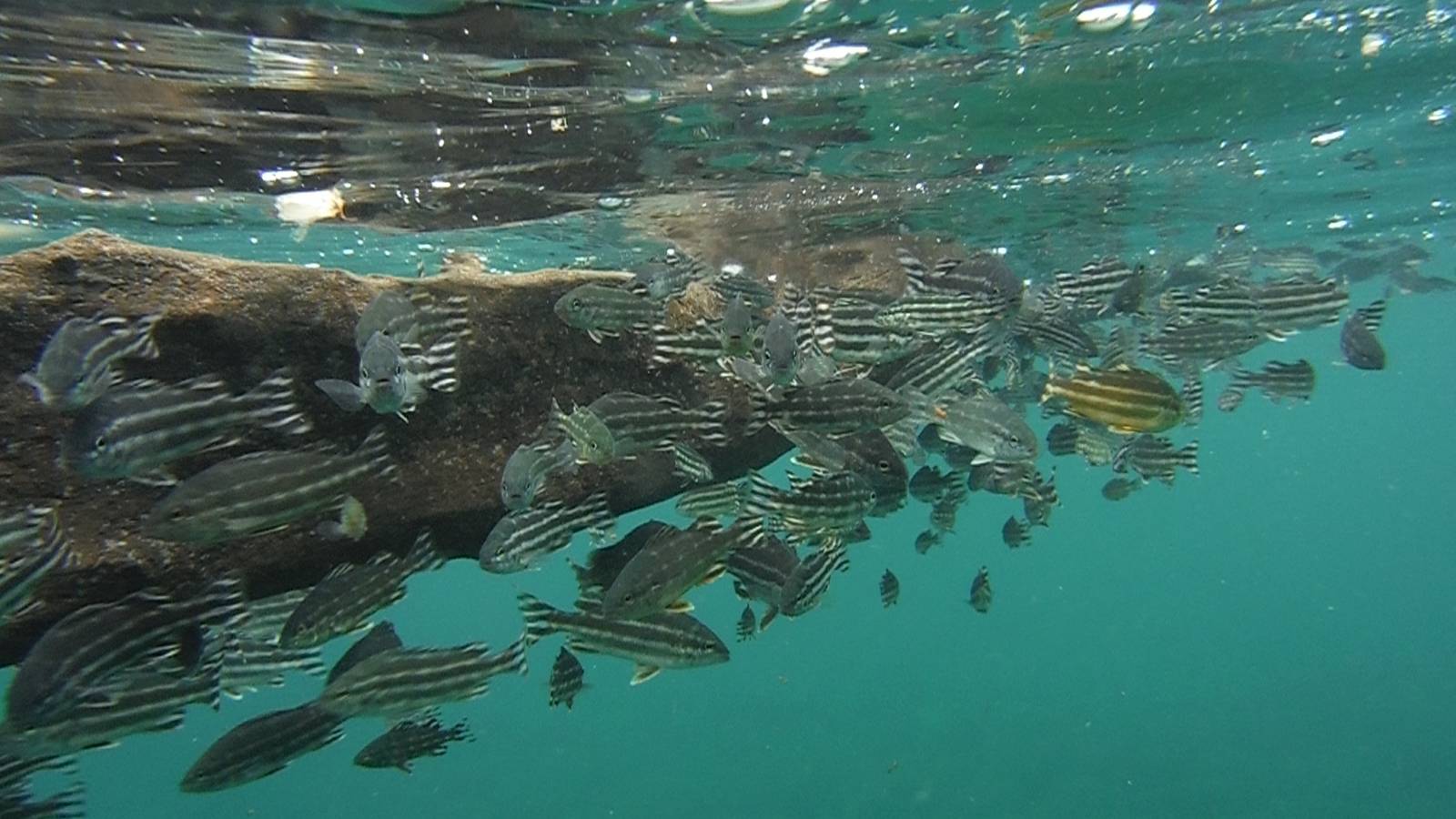 Little Fish (?) - Bali