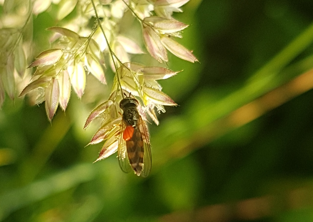 Little fly-species ( with tick )