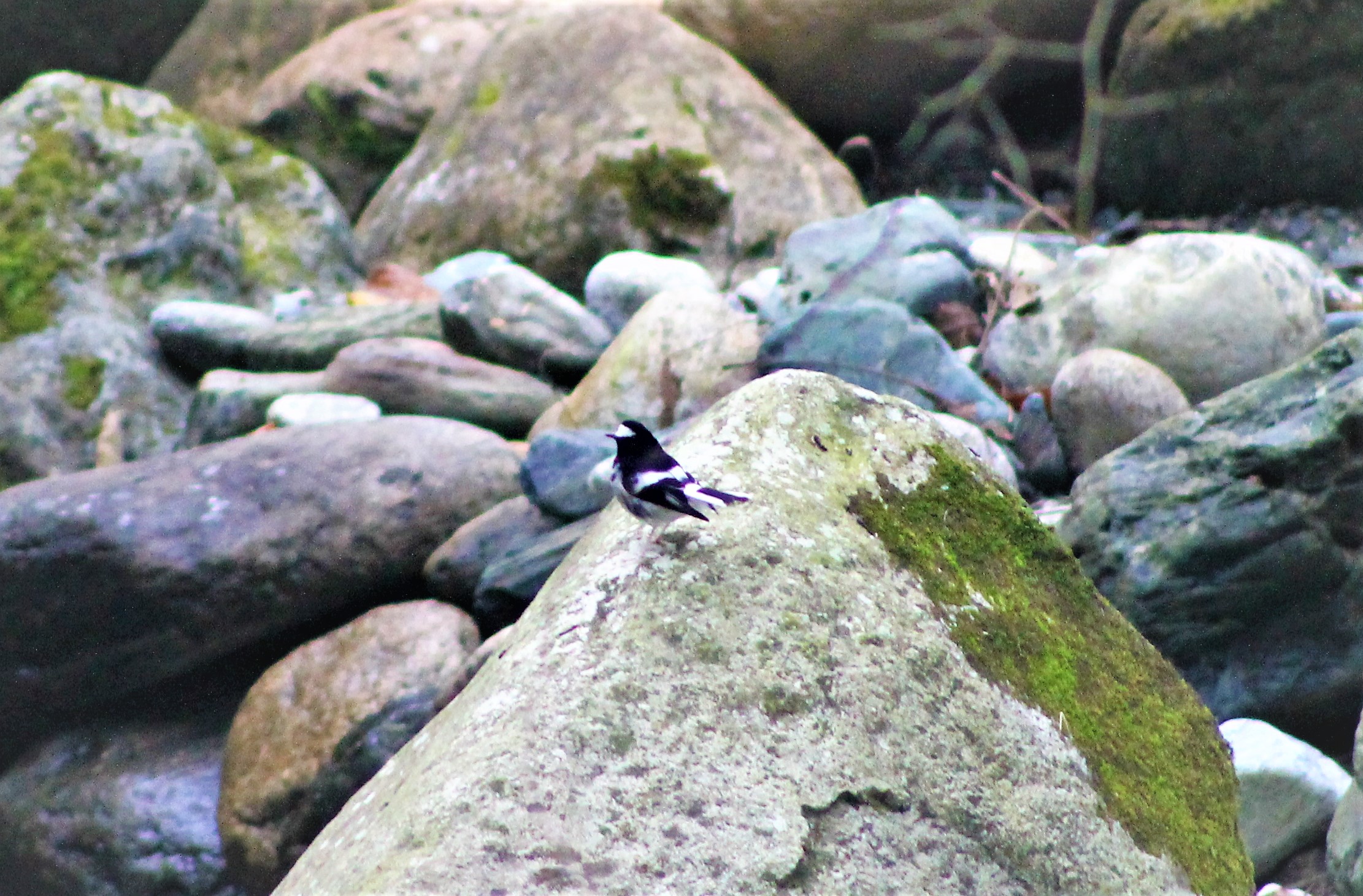 Little Forktail (Enicurus scouleri)