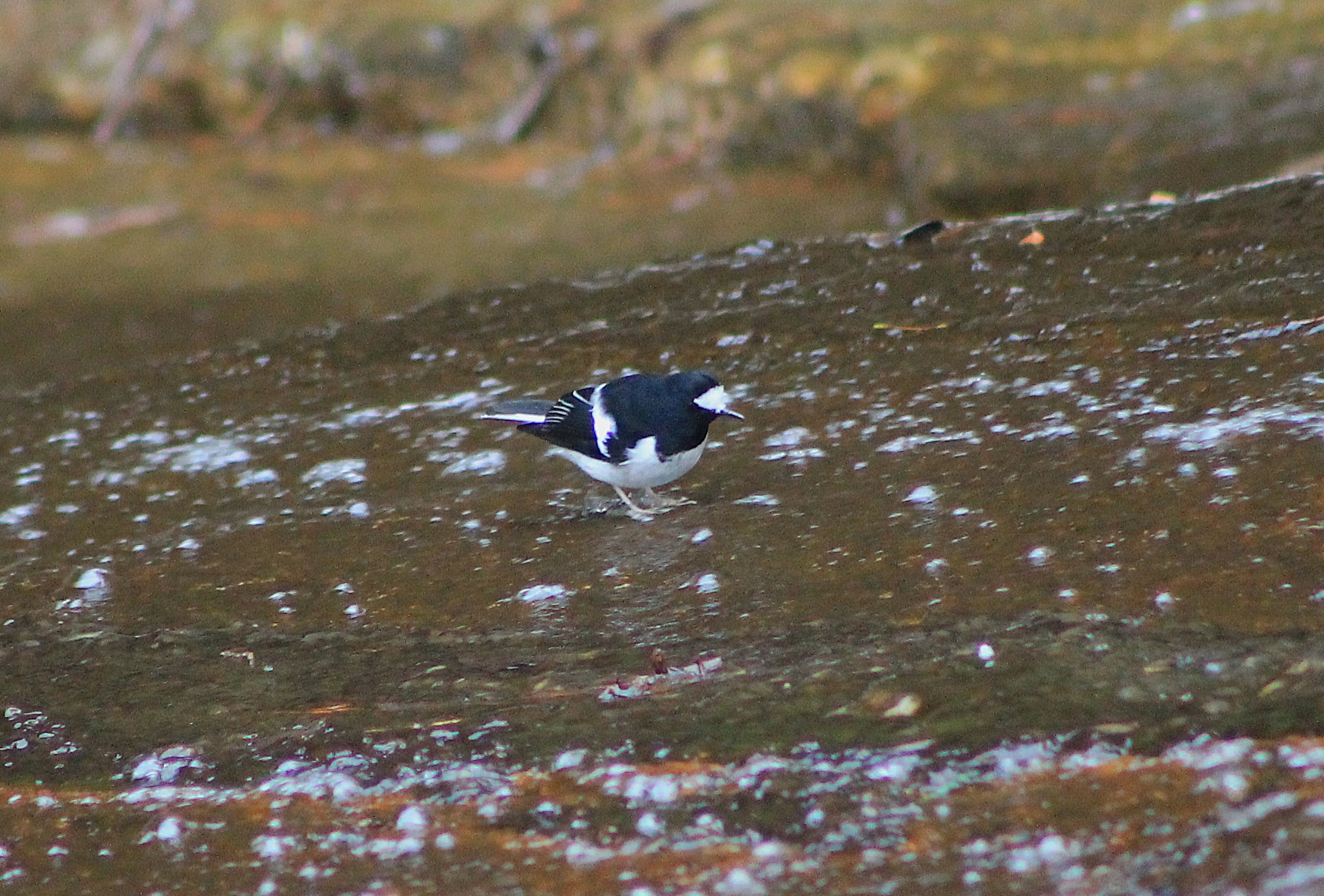 Little Forktail (Enicurus scouleri)
