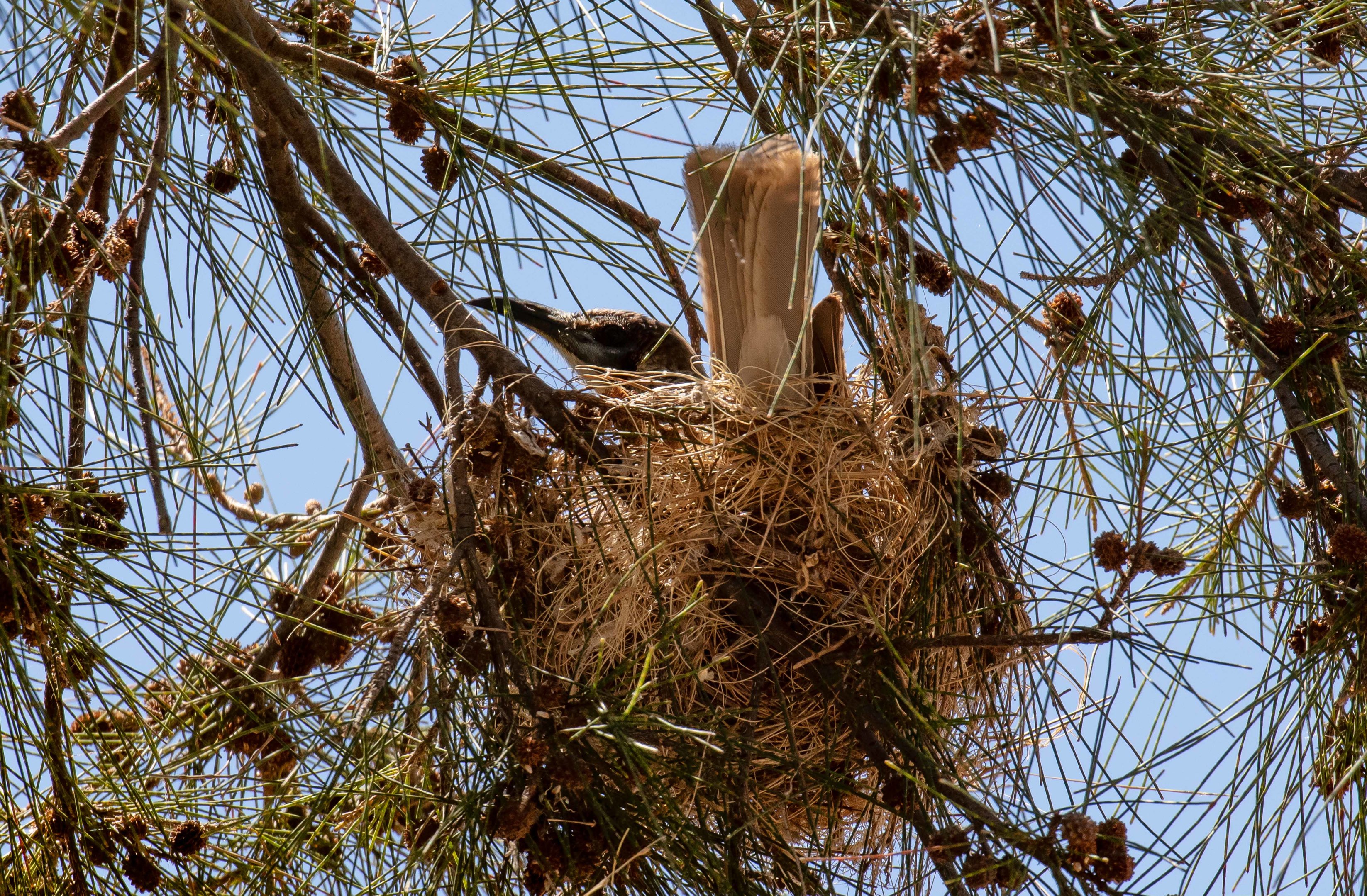 Little Friarbird on nest