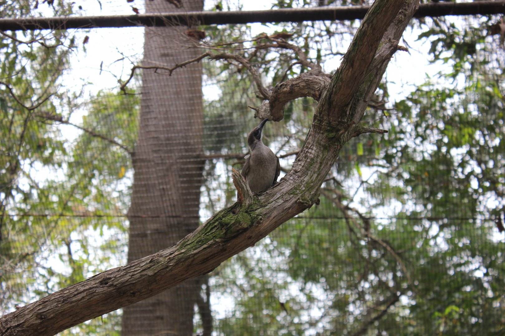 Little Friarbird (Philemon citreogularis)