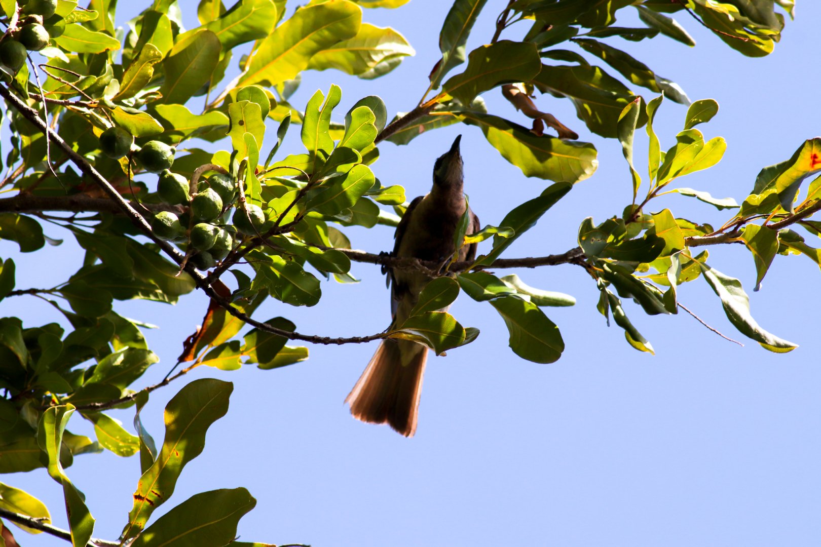 Little Friarbird (Philemon citreogularis)
