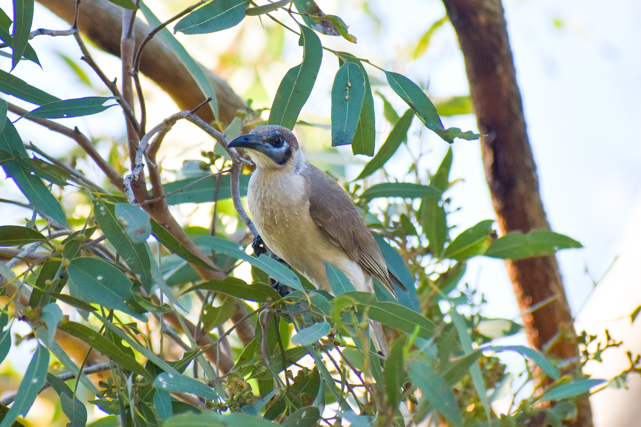 Little Friarbird (Philemon citreogularis)