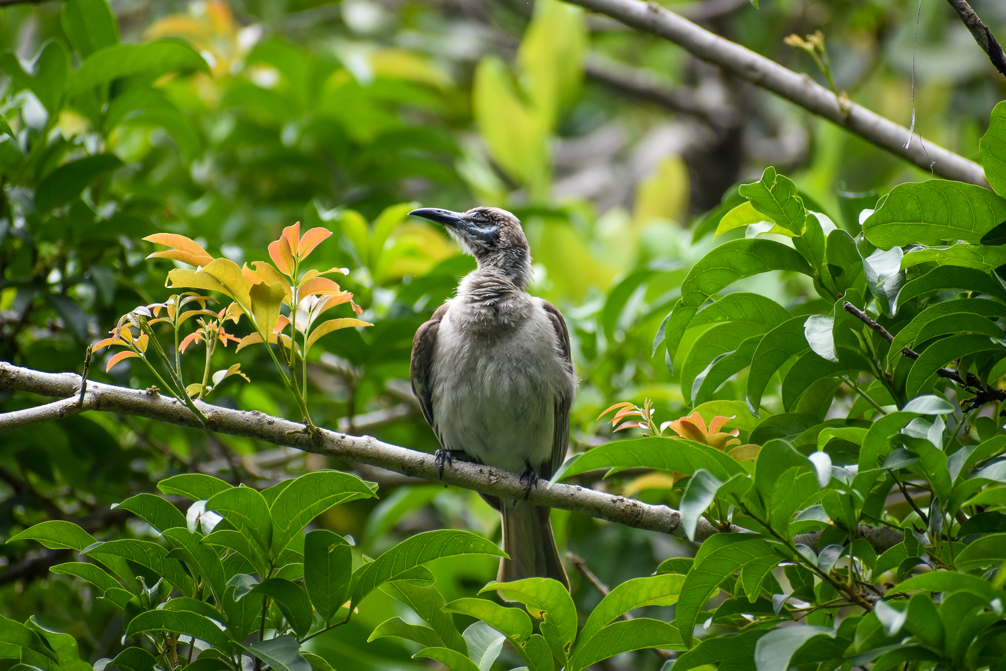 Little Friarbird (Philemon citreogularis)