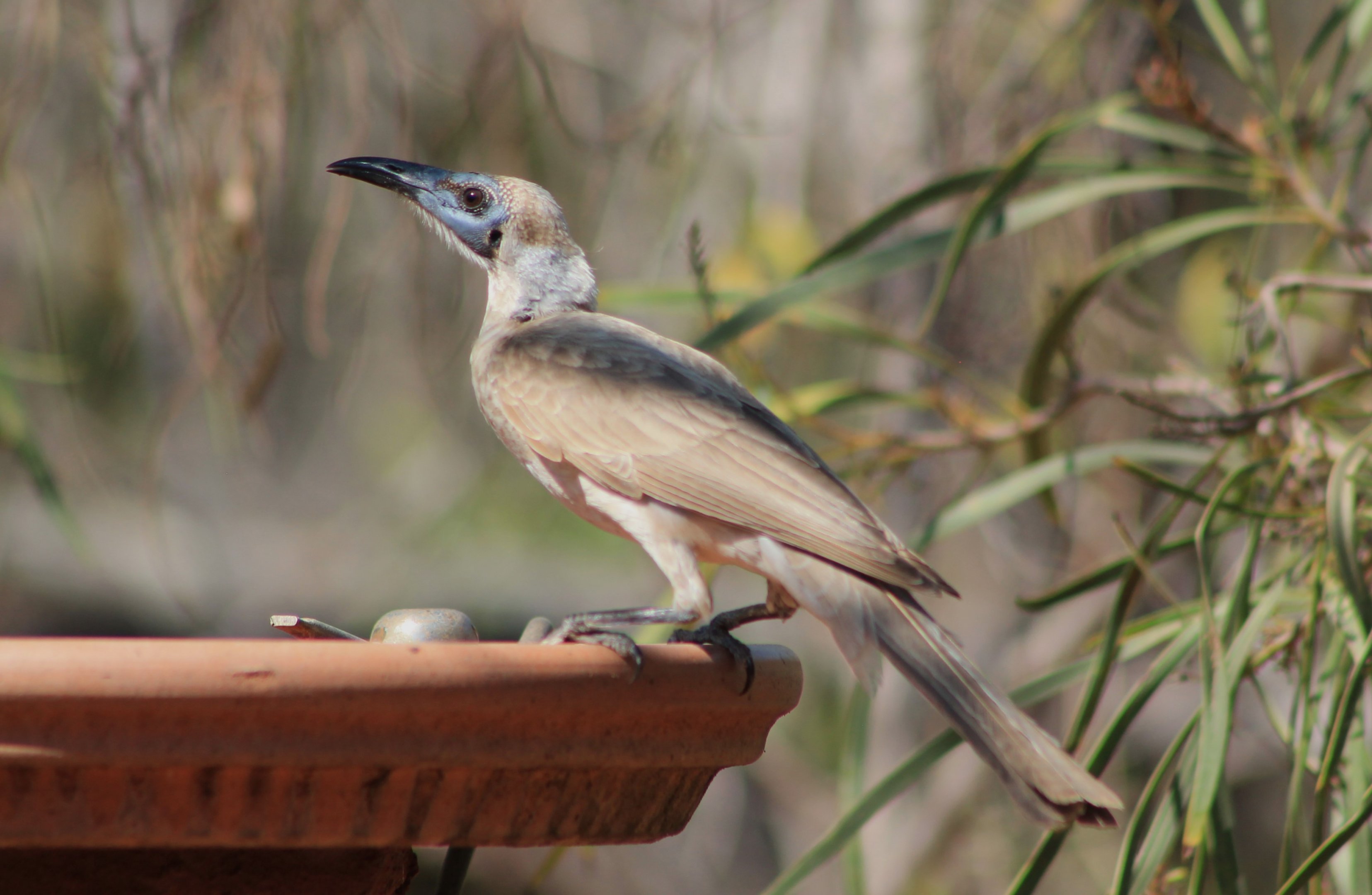 Little Friarbird (Philemon citreogularis)