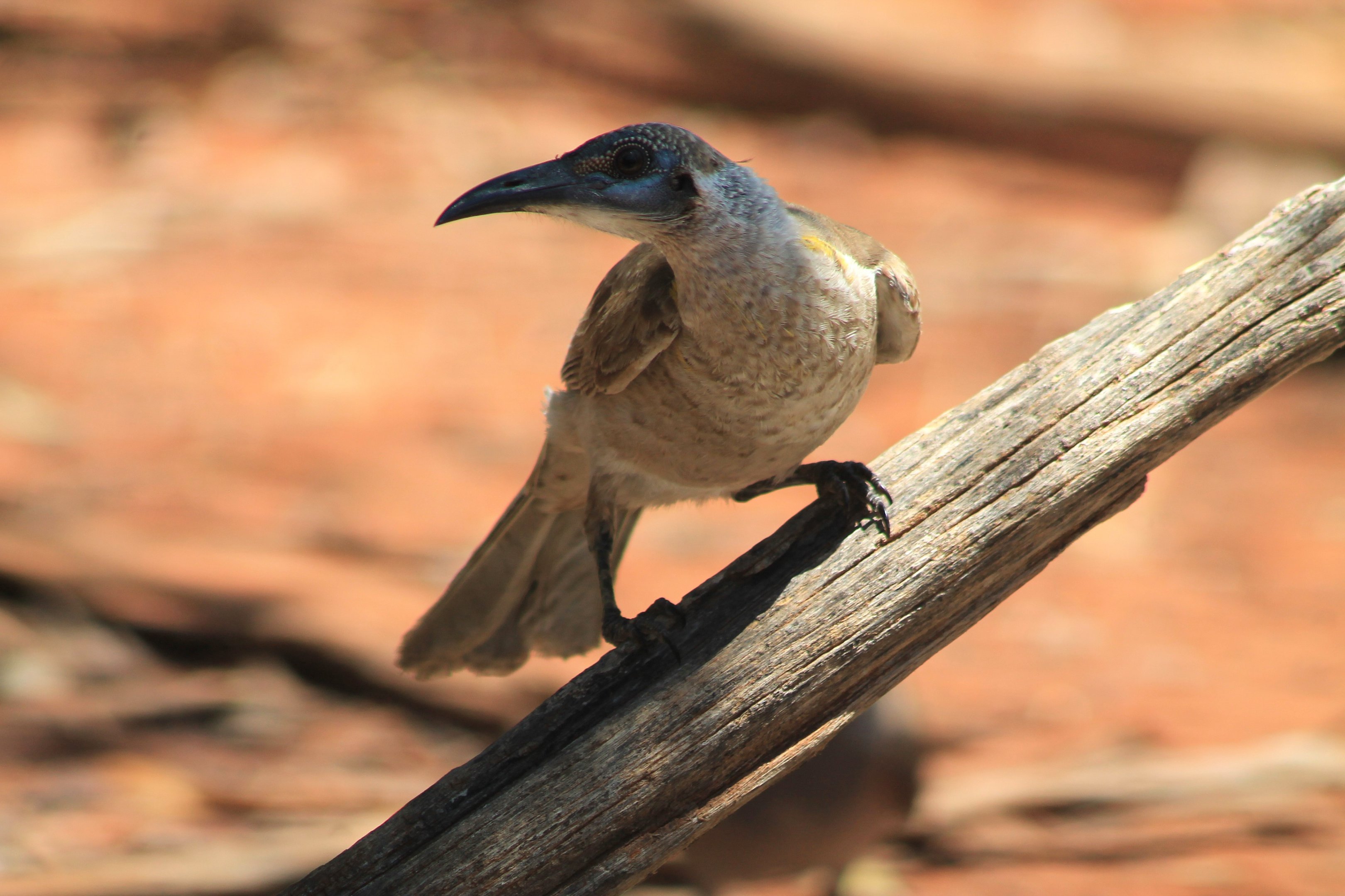 Little Friarbird (Philemon citreogularis)