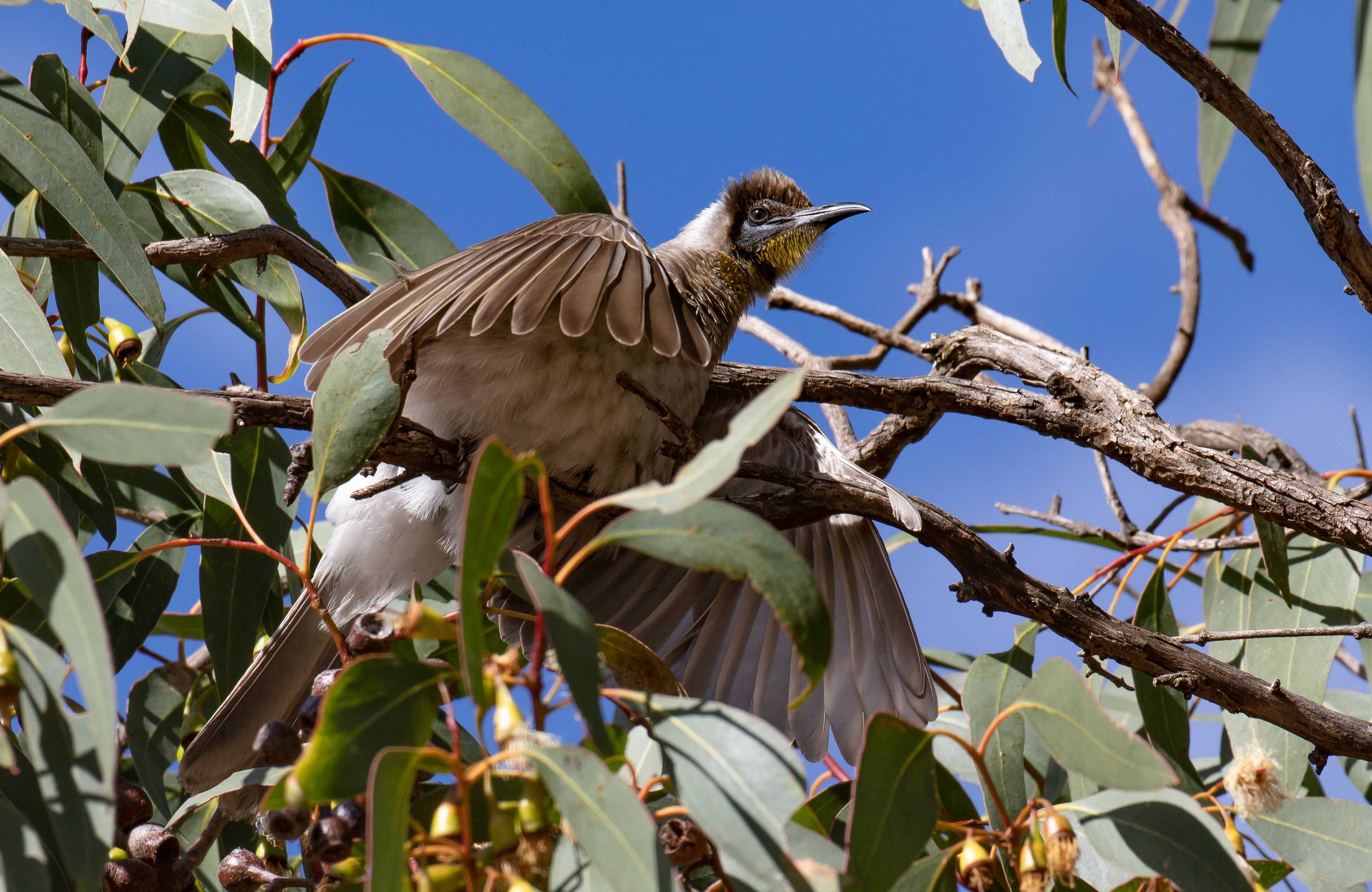 Little Friarbird sunbathing