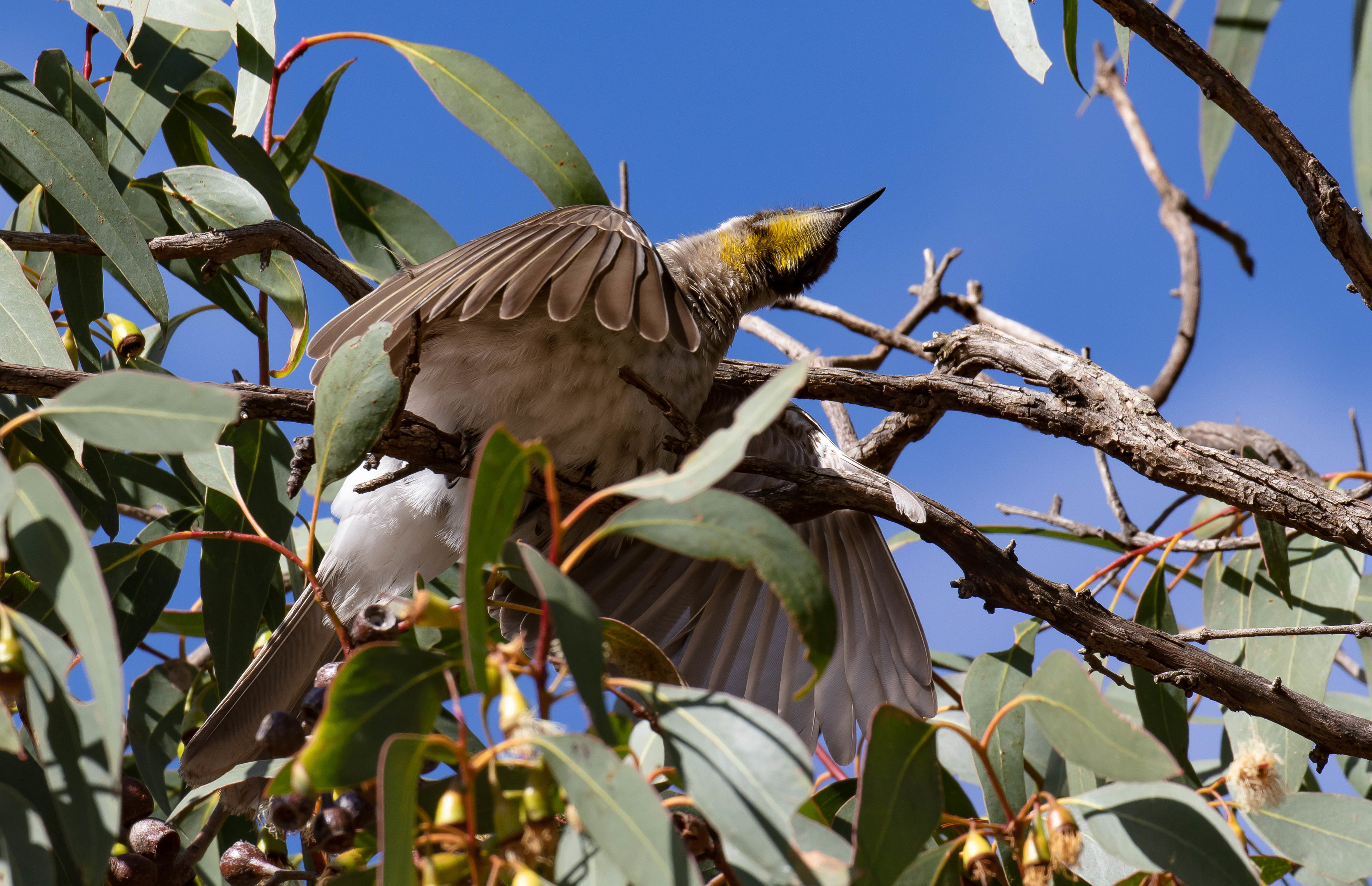 Little Friarbird sunbathing