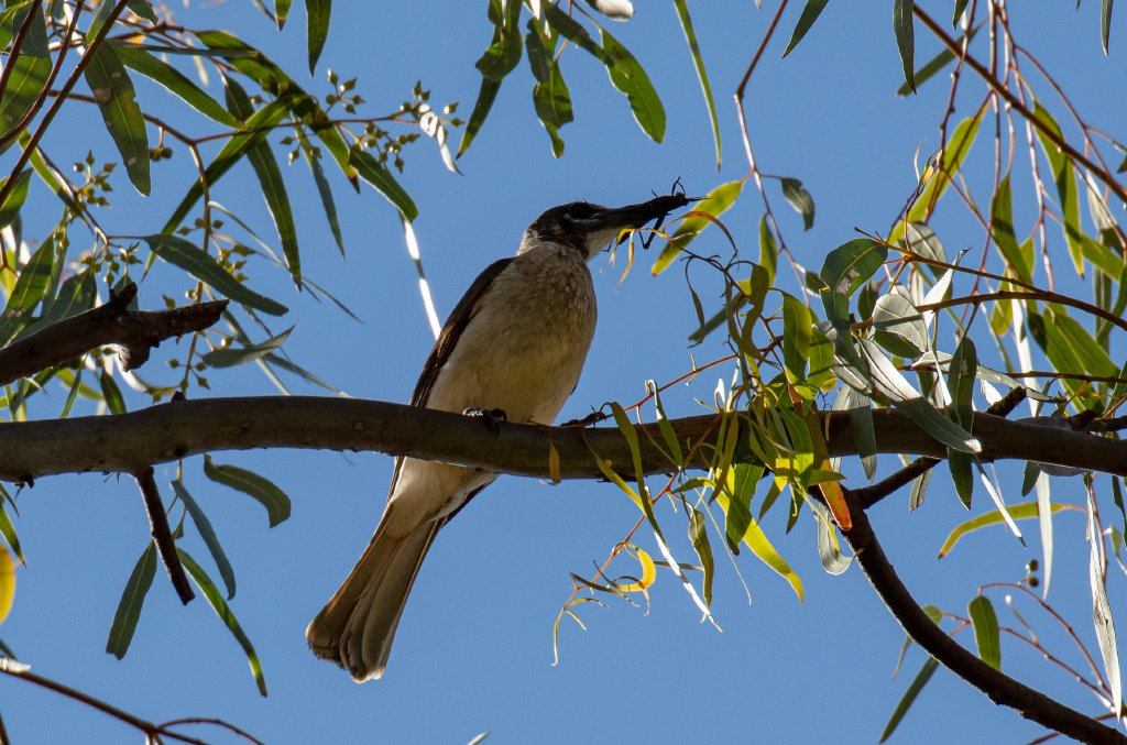 Little Friarbird with breakfast