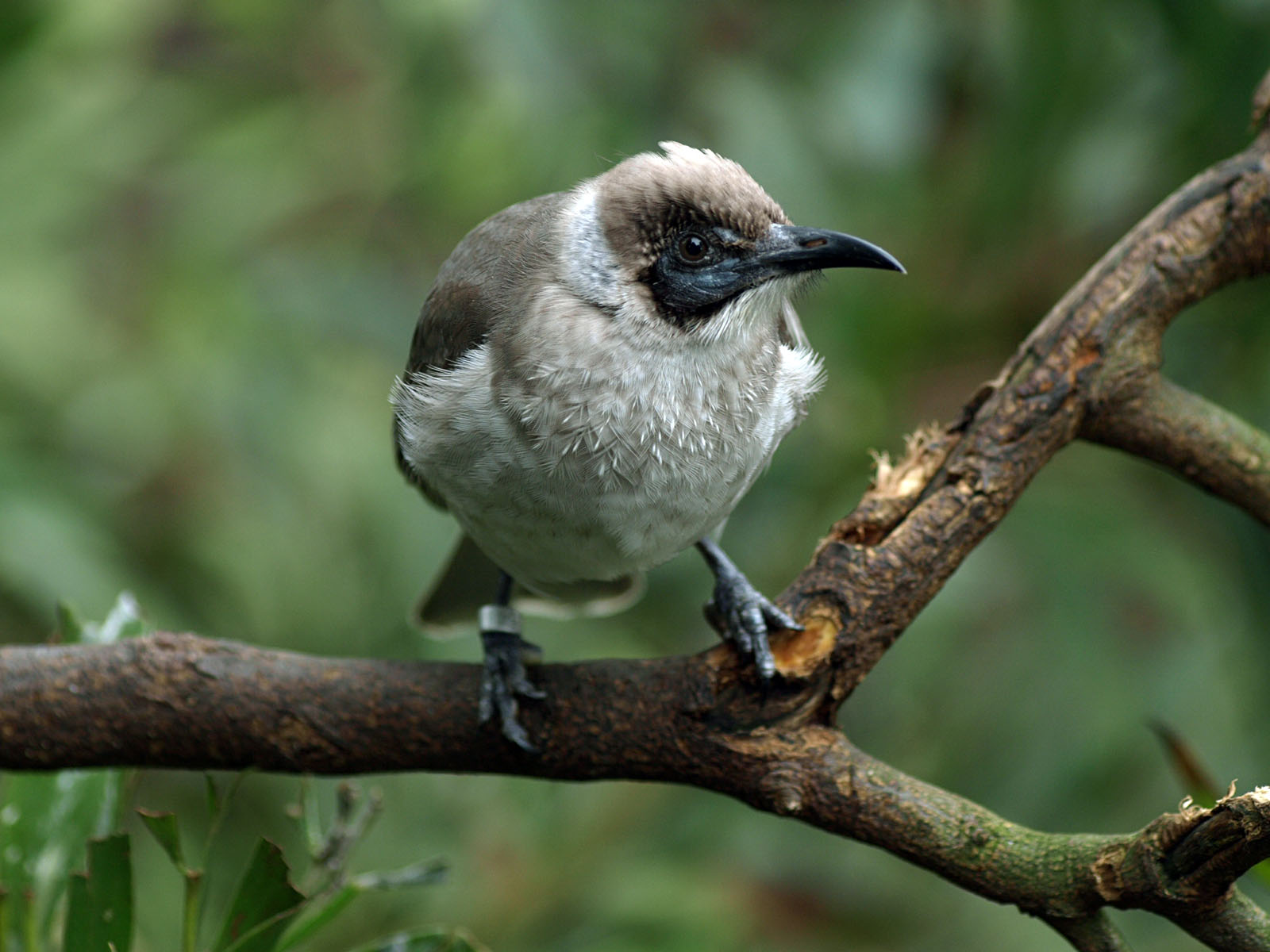 Little Friarbird
