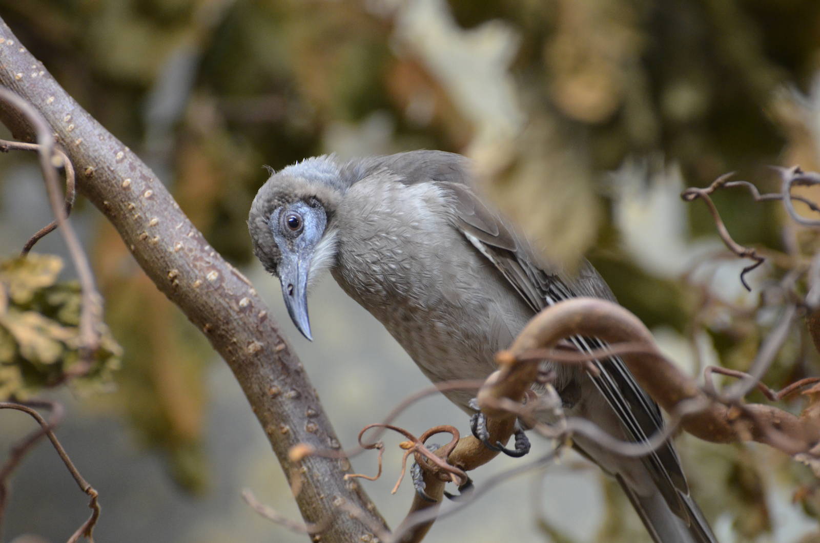 Little friarbird
