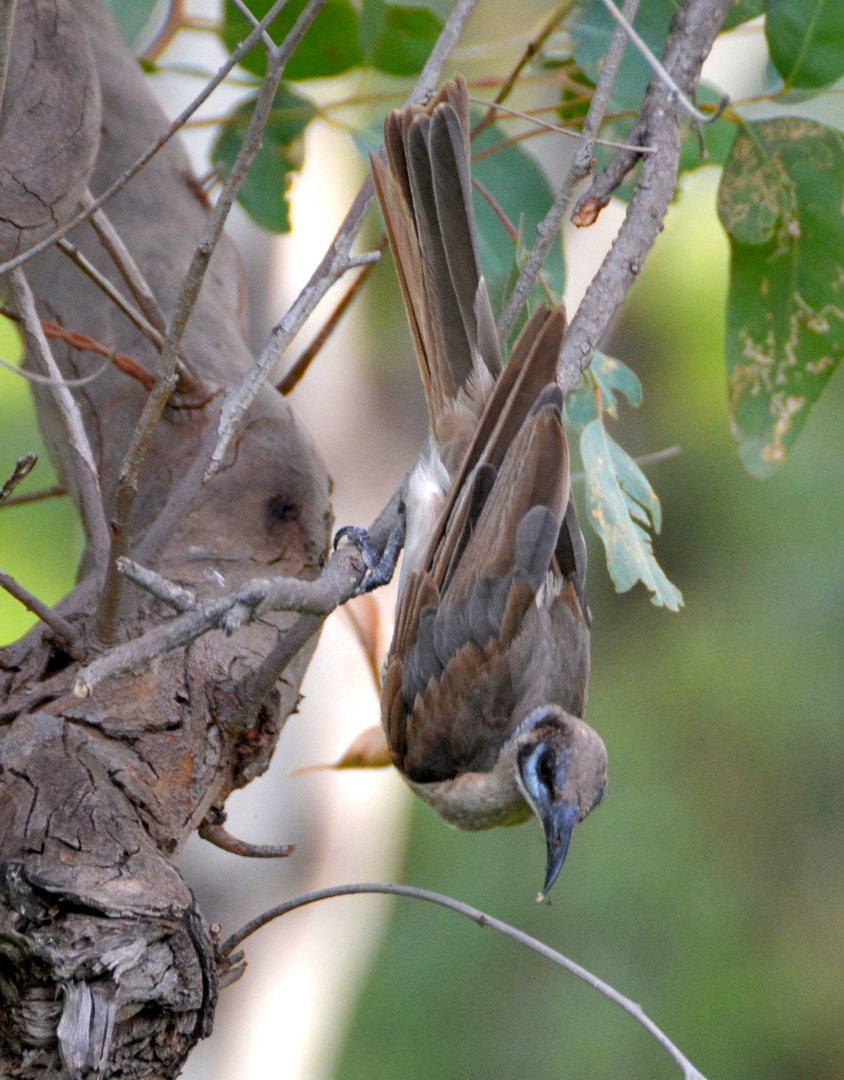 Little friarbird