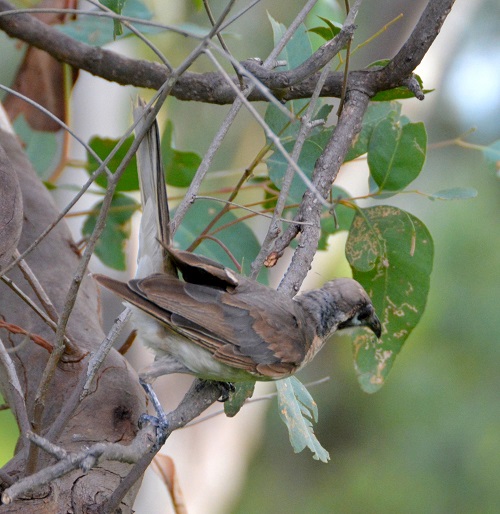 Little friarbird