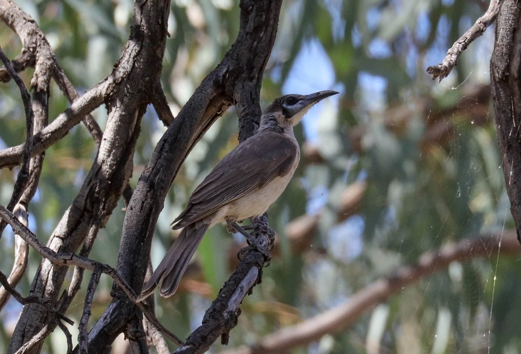 Little Friarbird