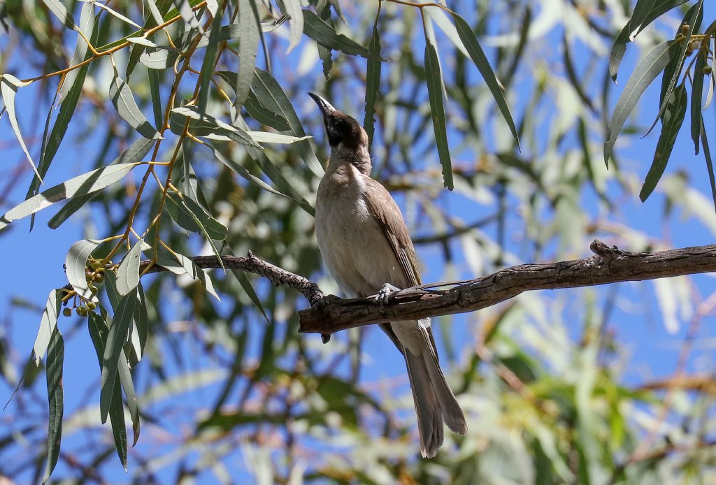 Little Friarbird