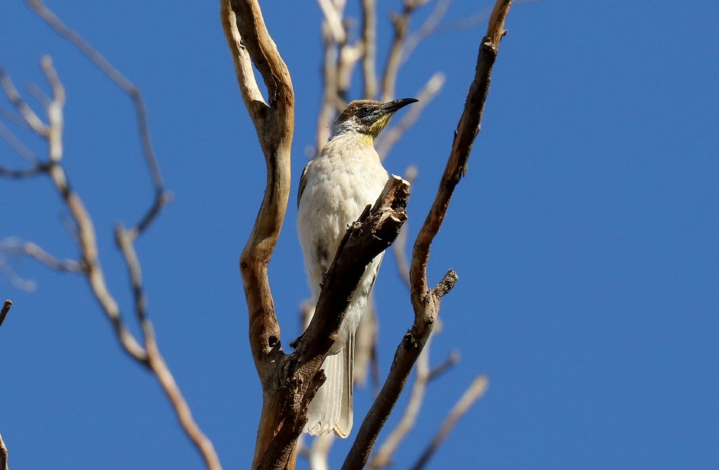 Little Friarbird