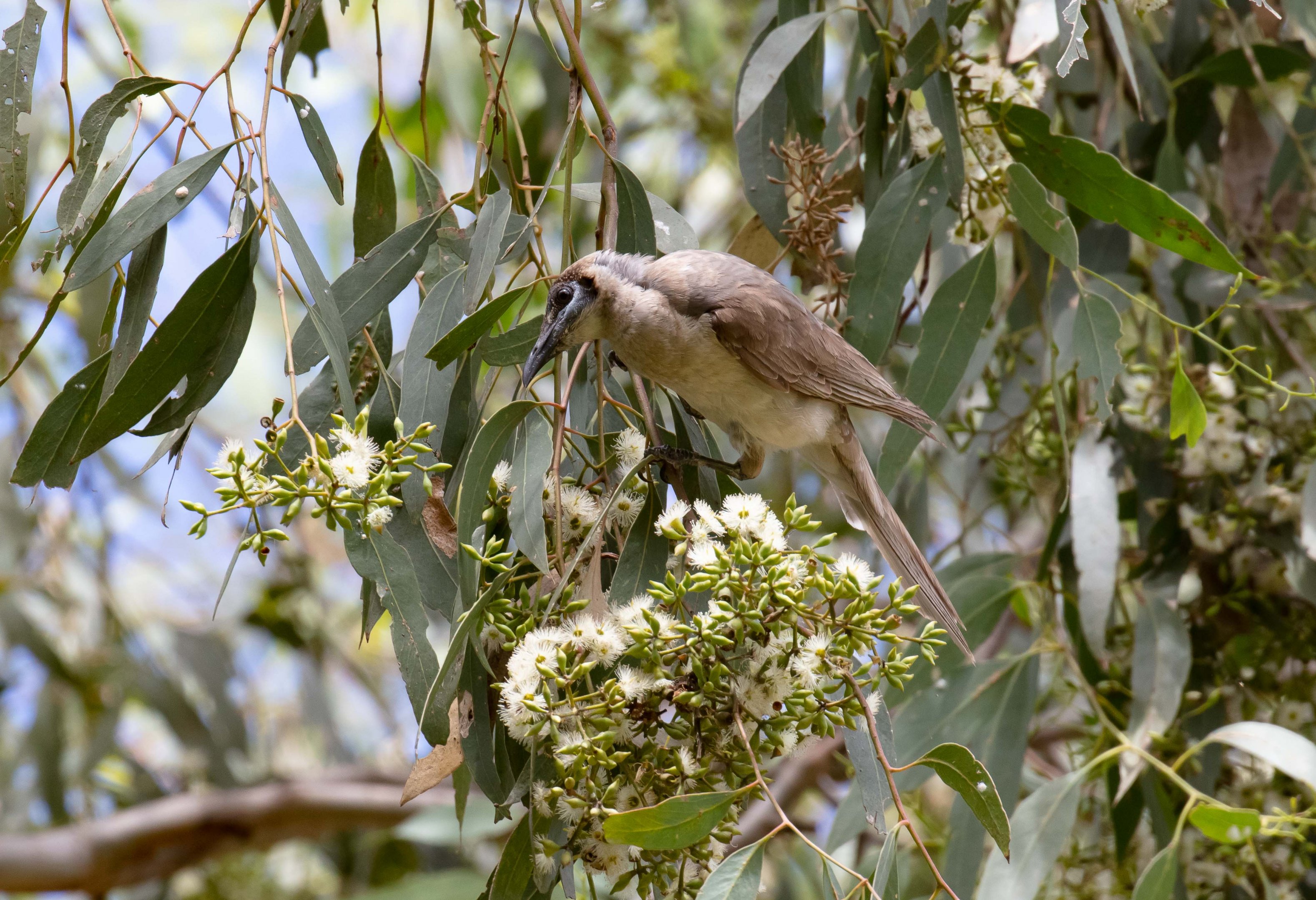Little Friarbird