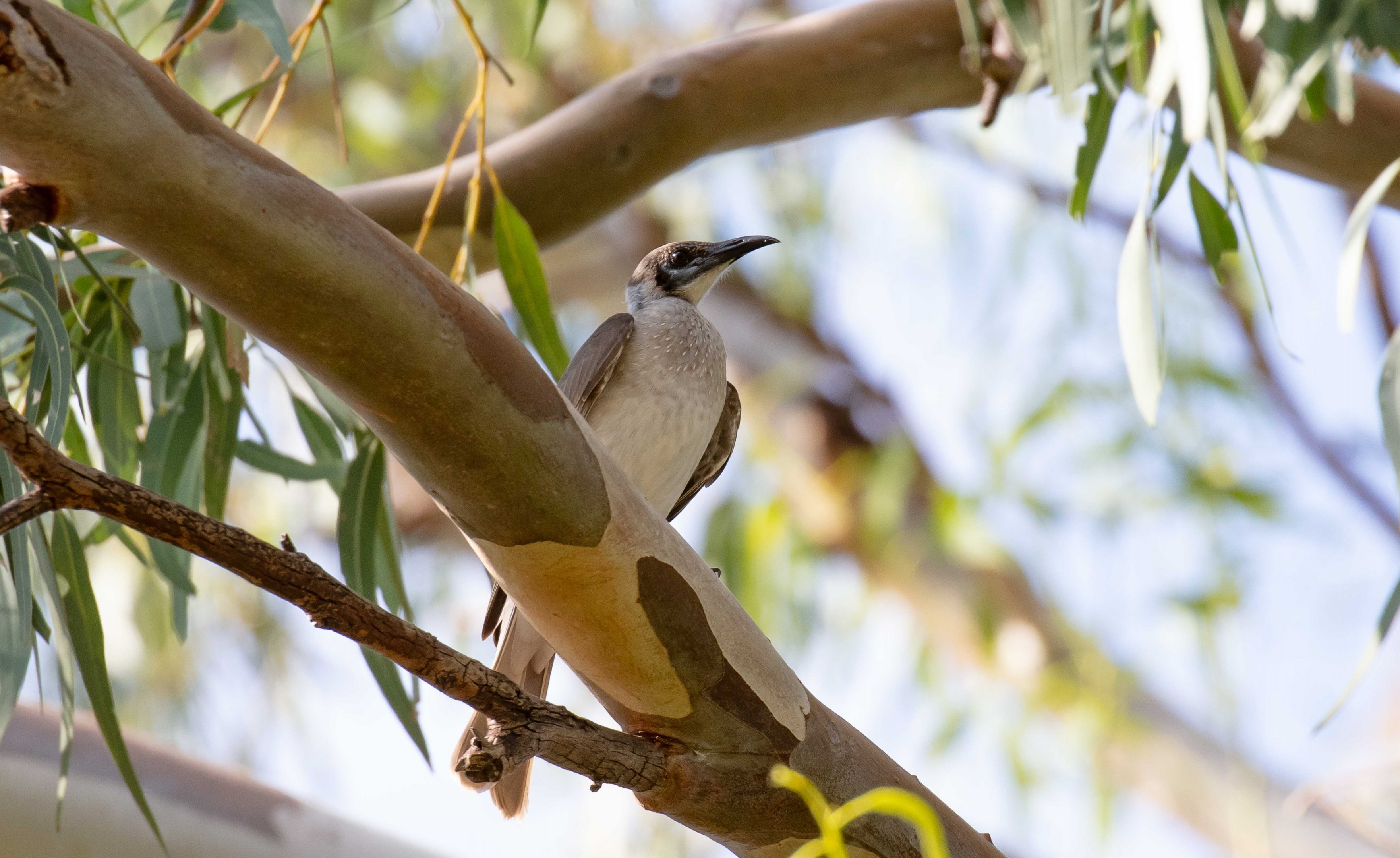 Little Friarbird