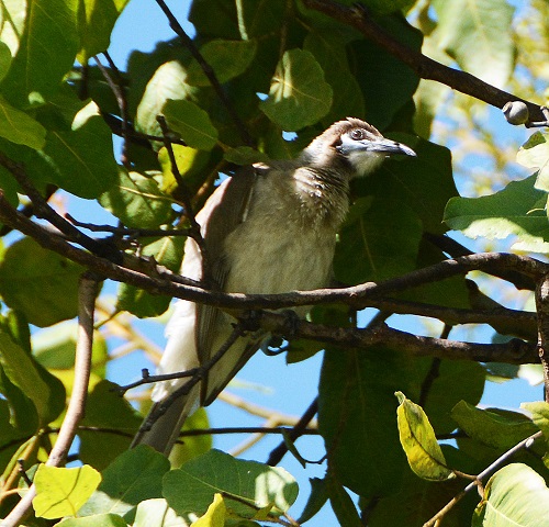 Little friarbird