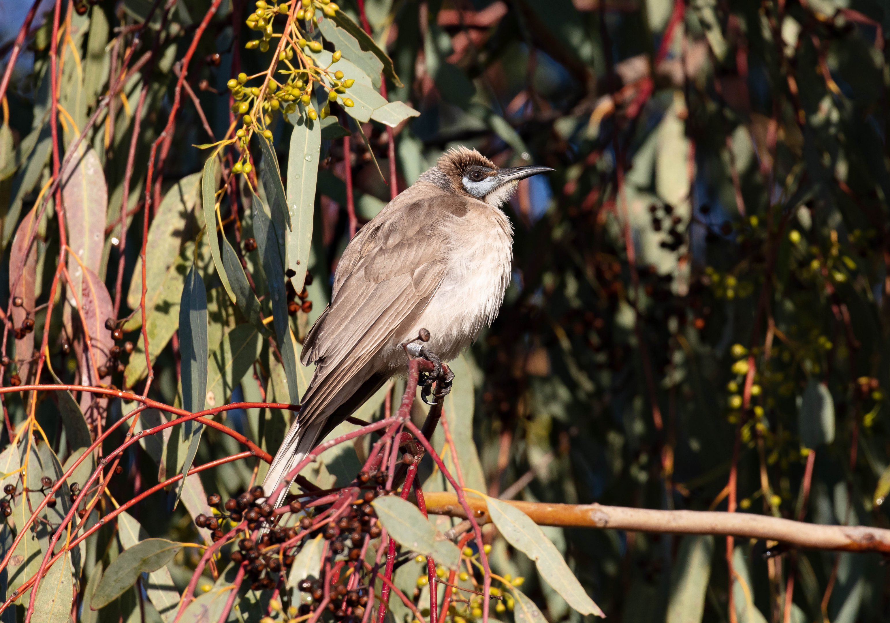 Little Friarbird
