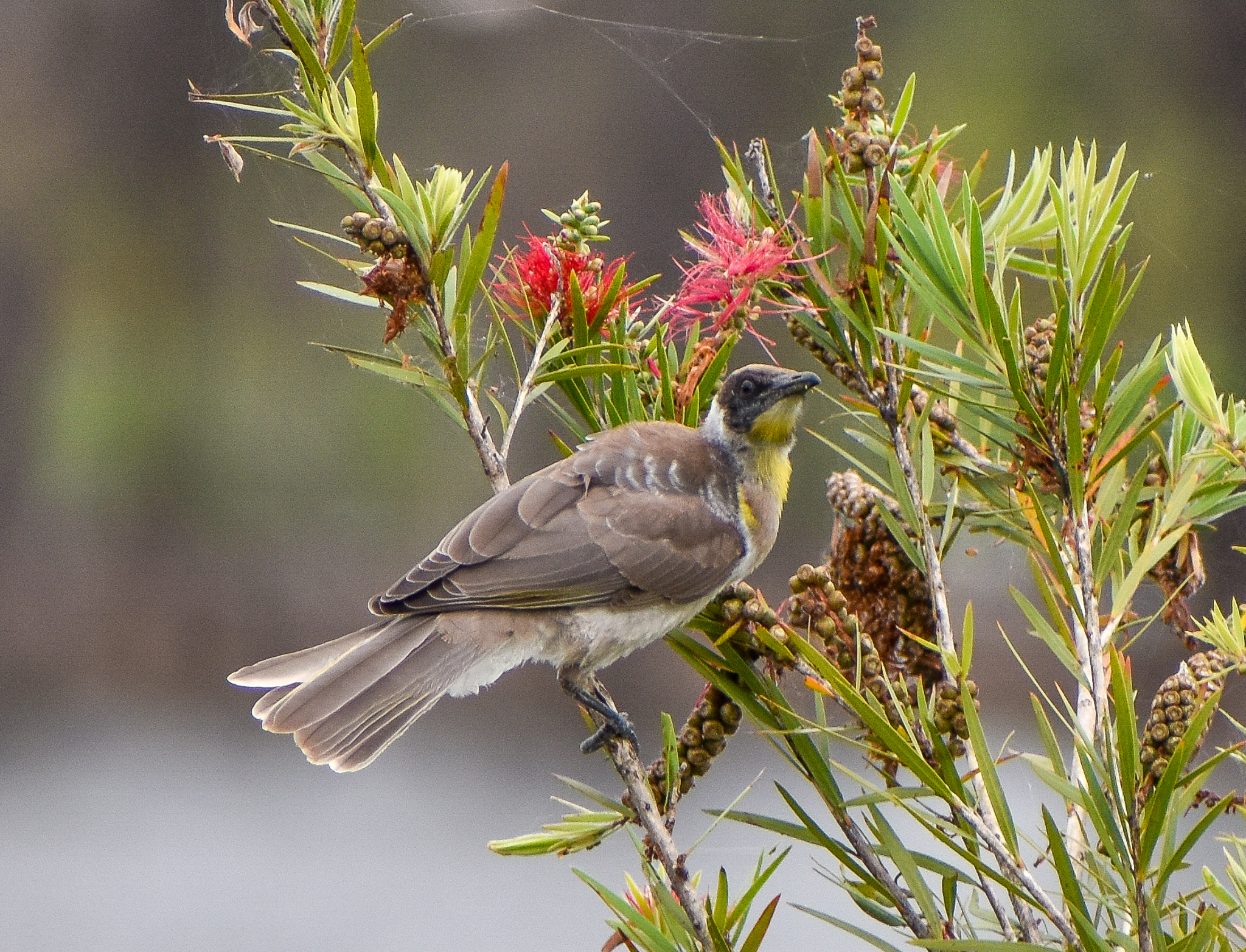 Little Friarbird