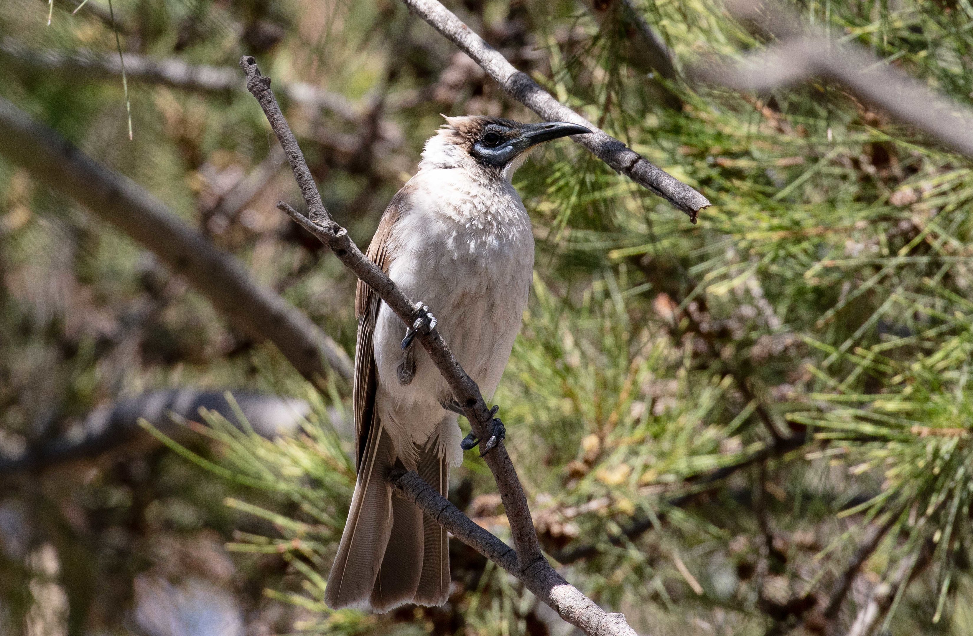 Little Friarbird