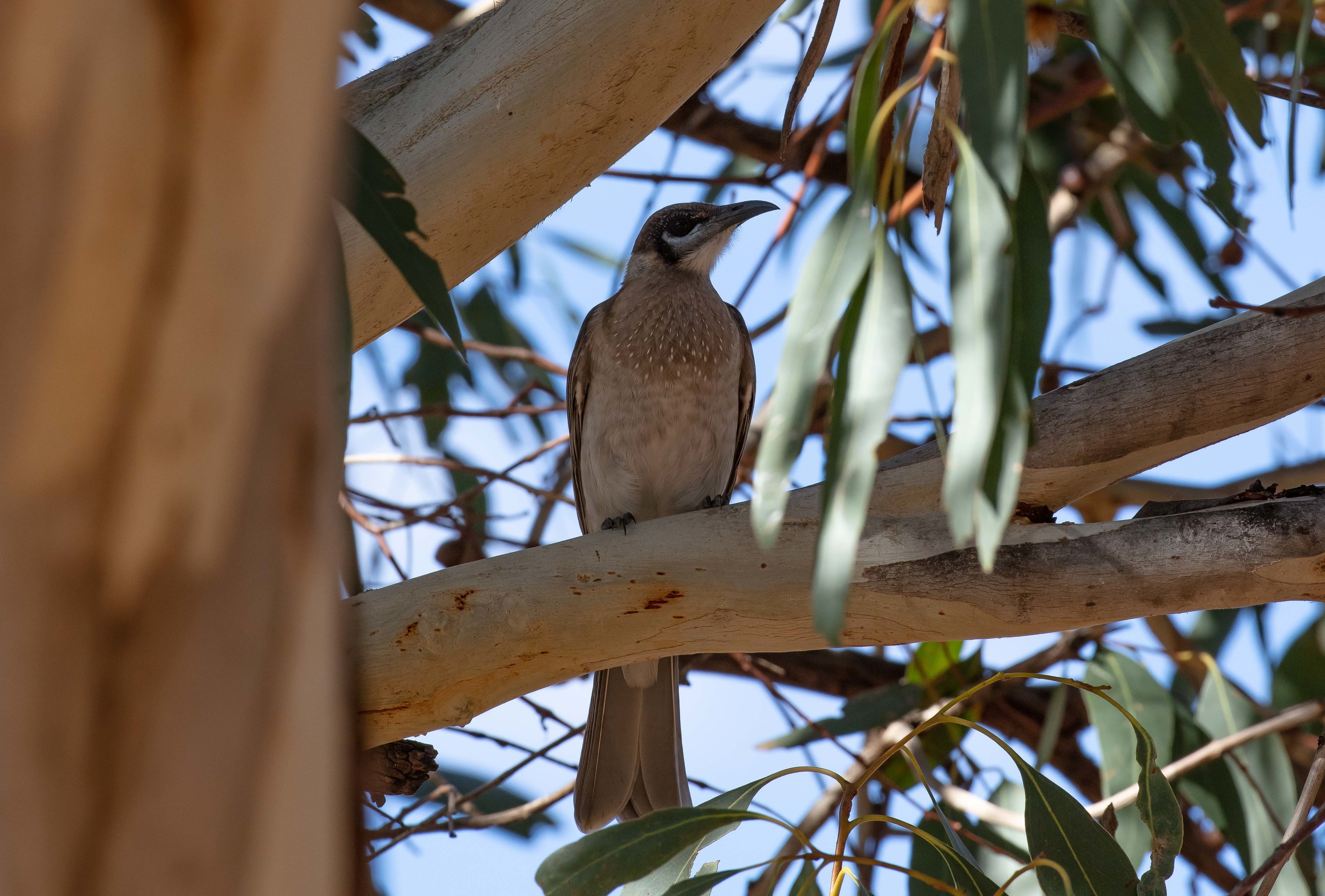 Little Friarbird