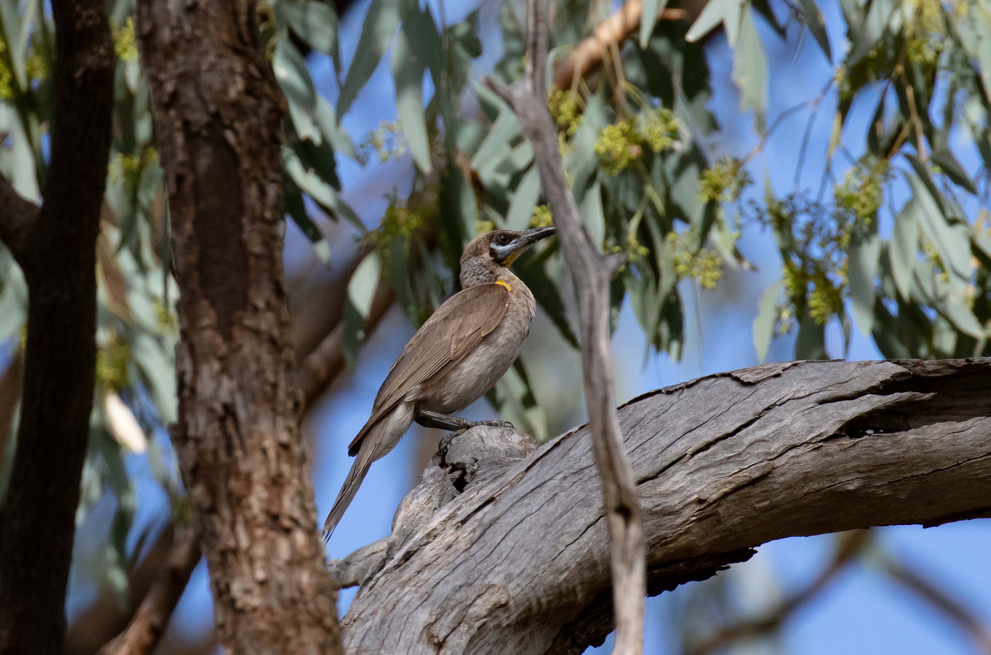 Little Friarbird