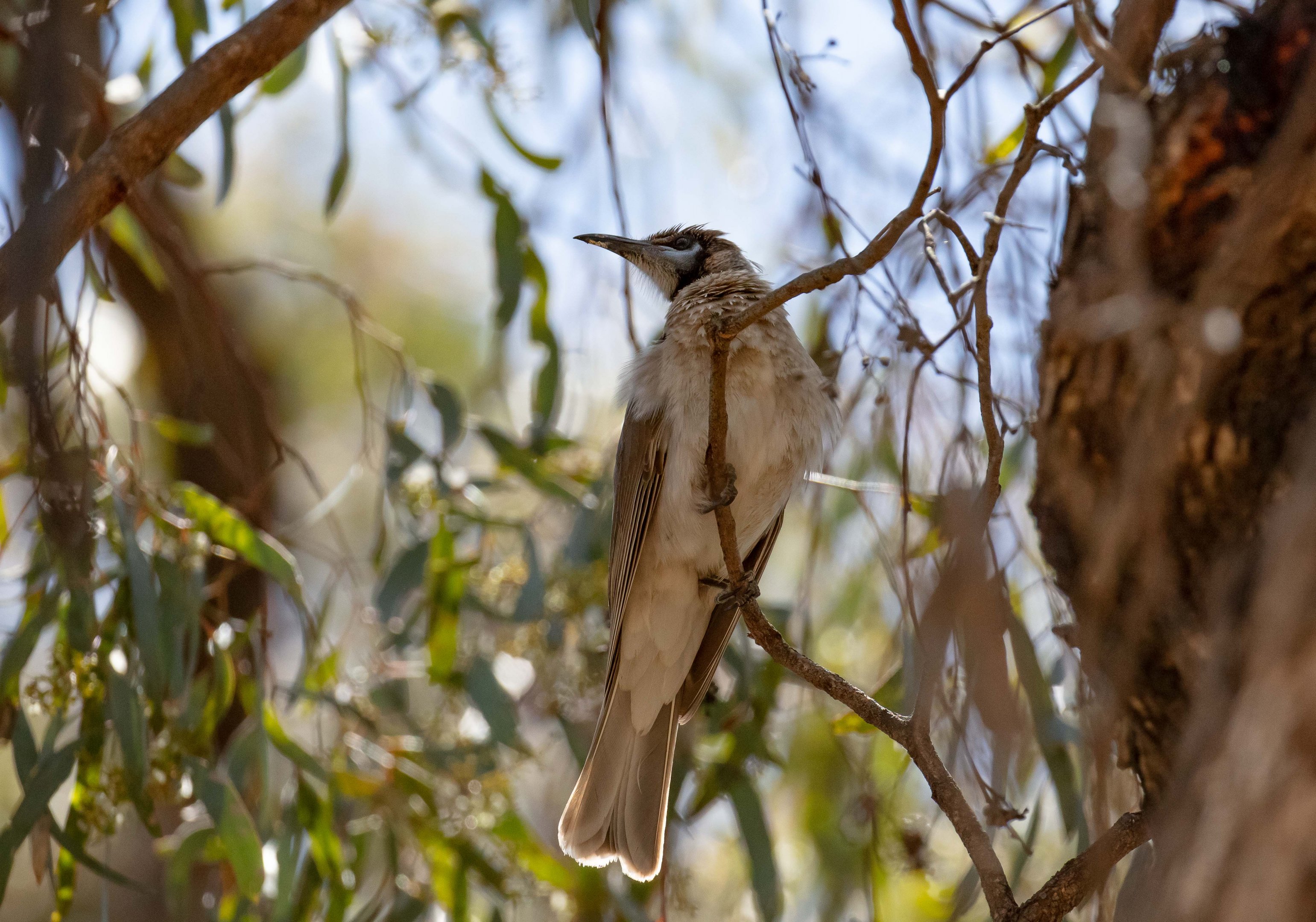 Little Friarbird