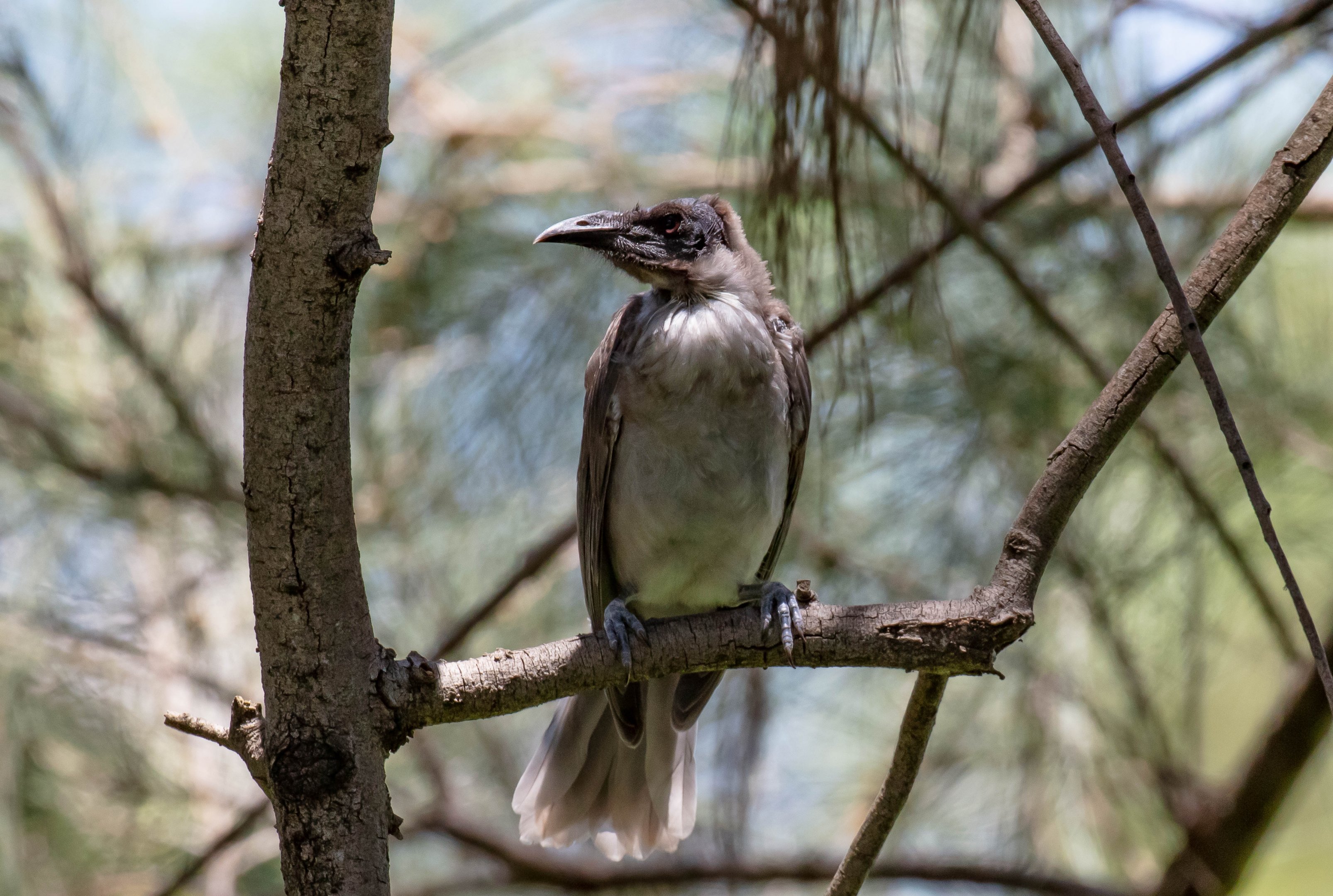 Little Friarbird