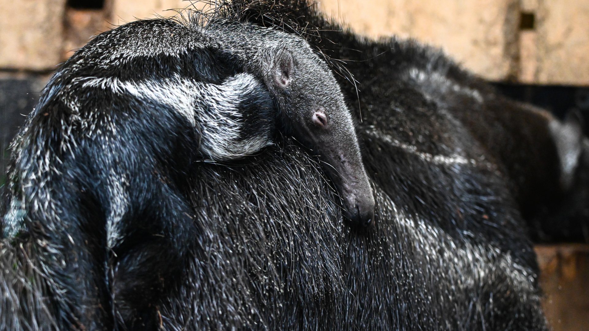 Little giant anteater