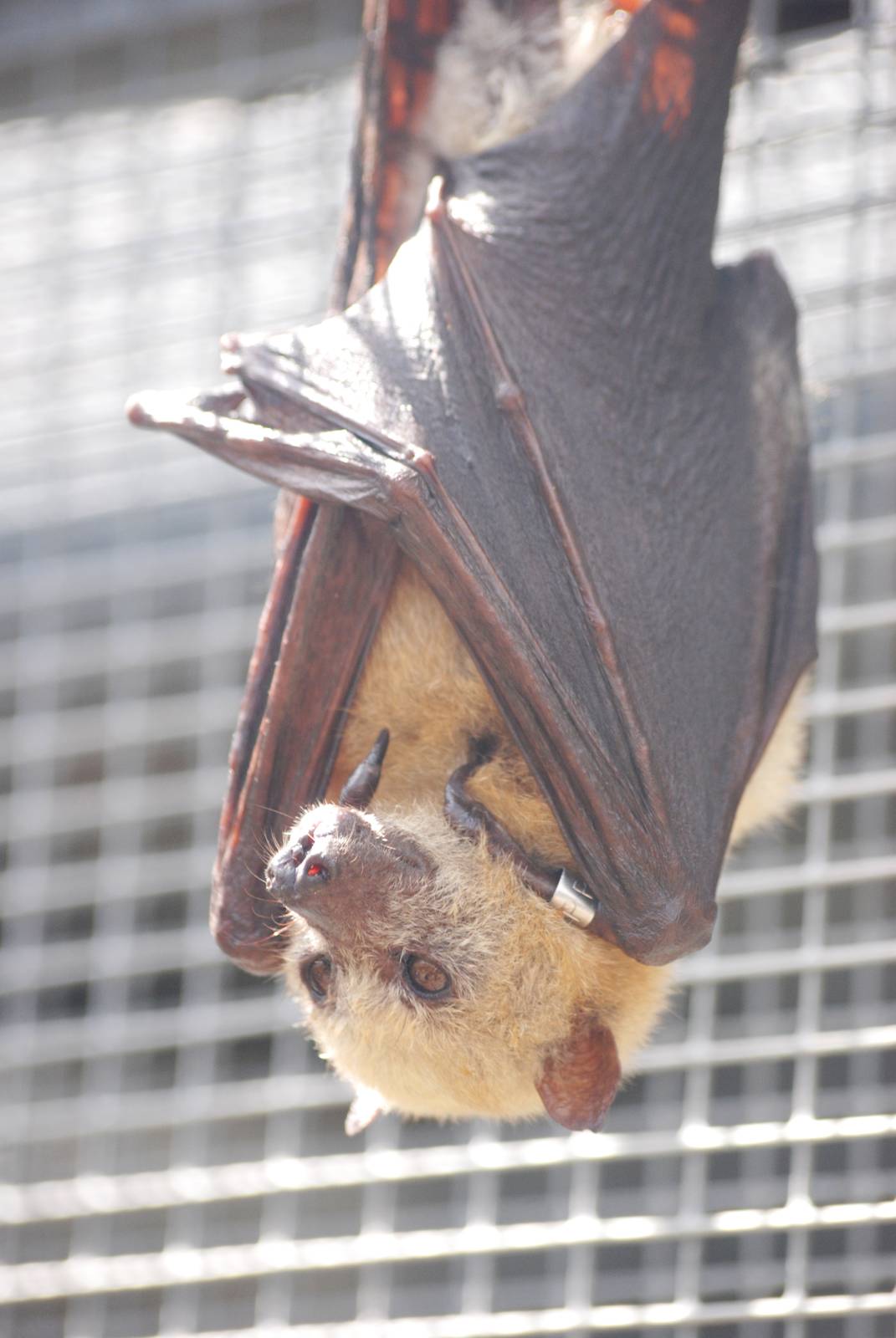 Little Golden-mantled Flying Fox at Lubee Bat Conservancy, 11/10/13