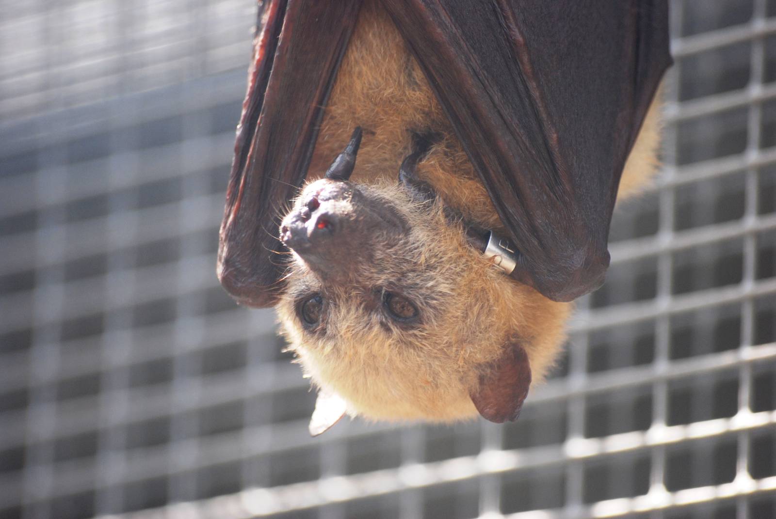 Little Golden-mantled Flying Fox at Lubee Bat Conservancy, 11/10/13