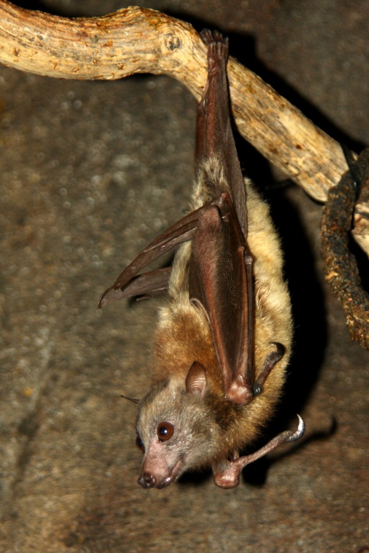 little golden-mantled flying fox (Pteropus pumilus)
