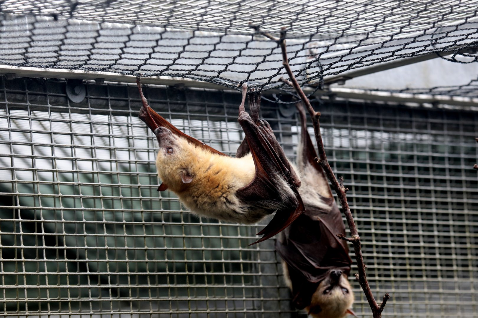 Little Golden-mantled Flying-fox (Pteropus pumilus)
