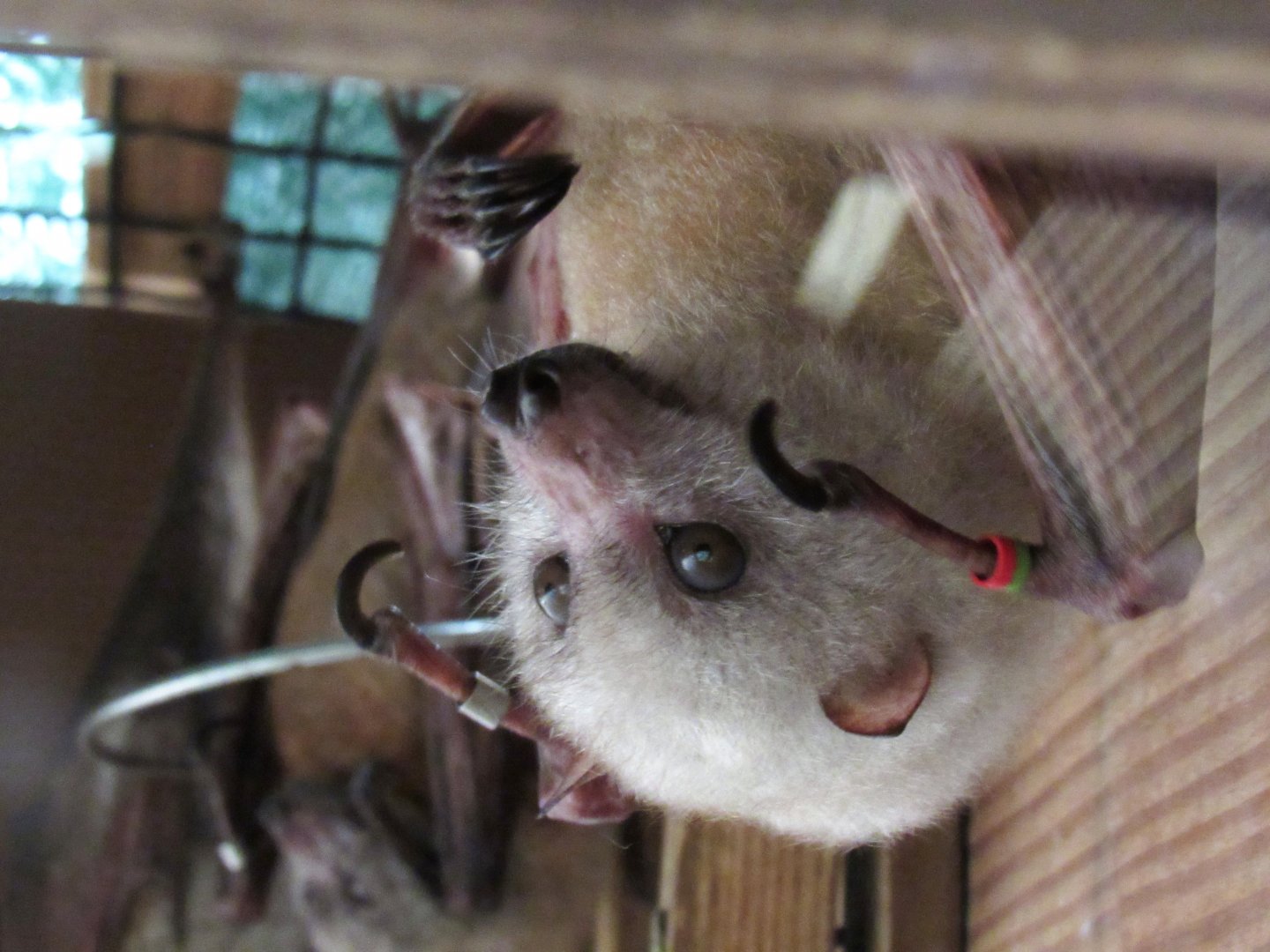 Little golden mantled flying fox