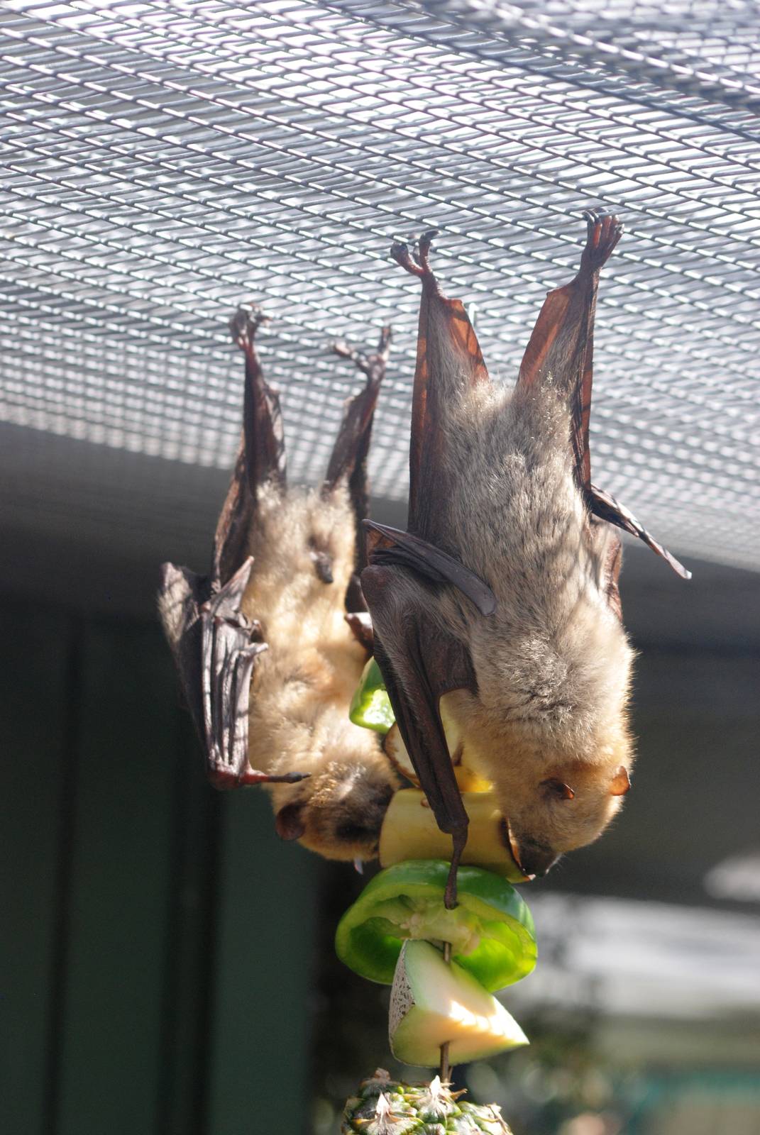 Little Golden-mantled Flying Foxes at Lubee Bat Conservancy, 11/10/13