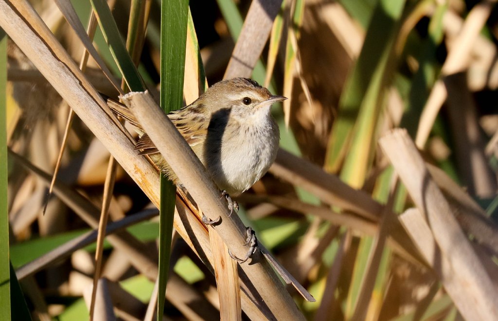 Little Grassbird
