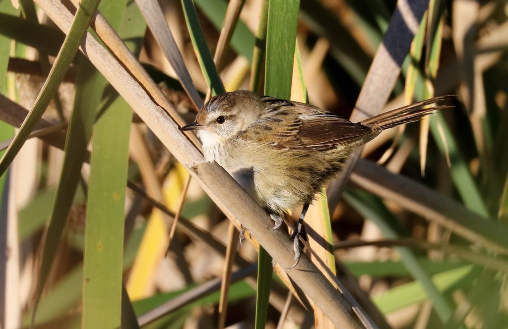 Little Grassbird