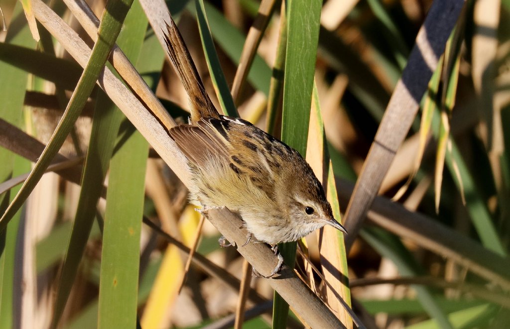Little Grassbird