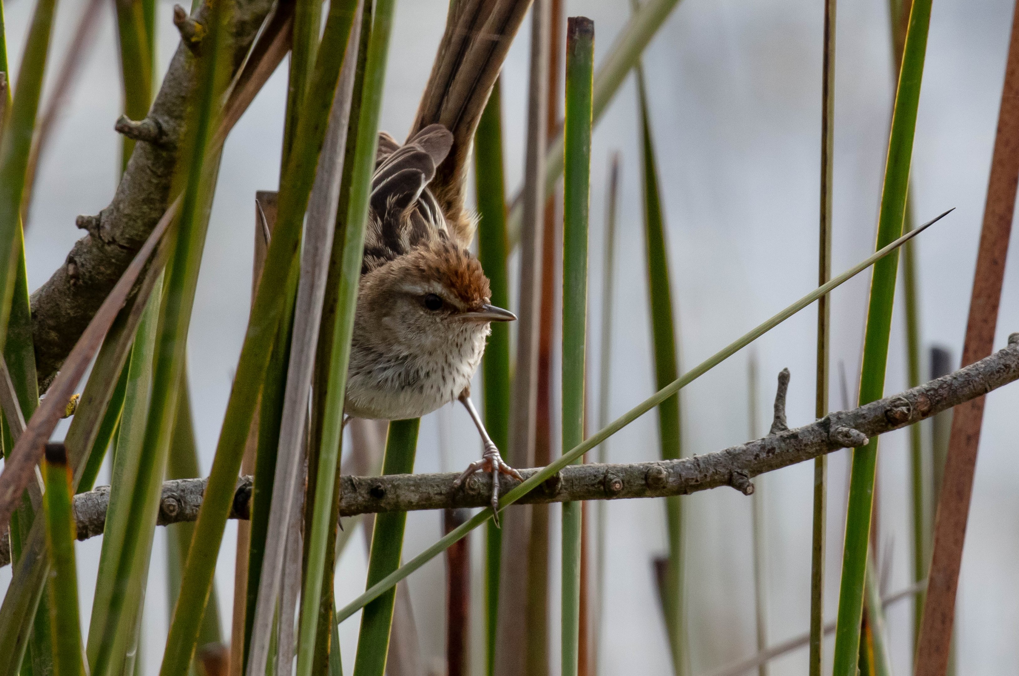 Little Grassbird