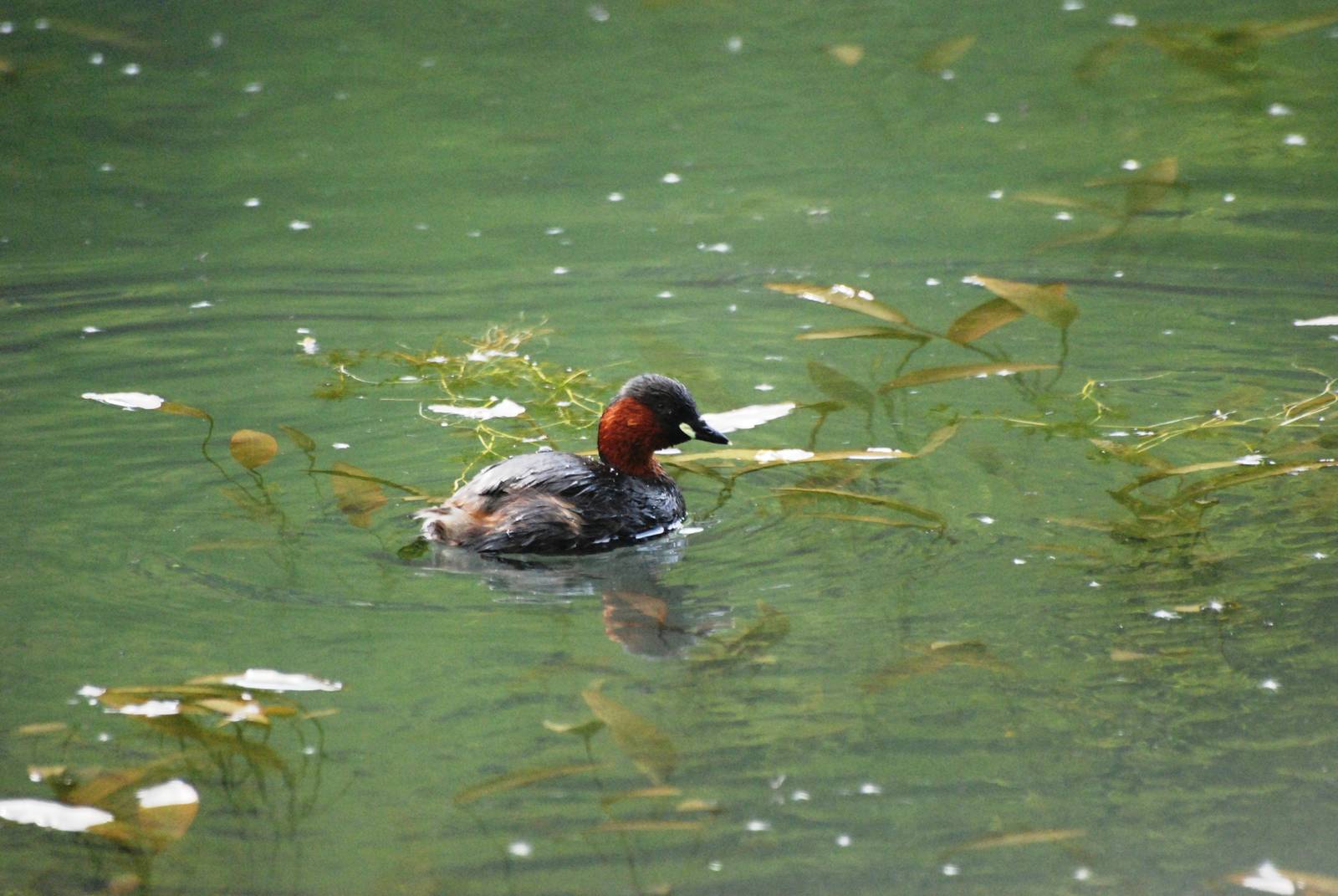 Little Grebe at Cromford Canal, 27/05/13