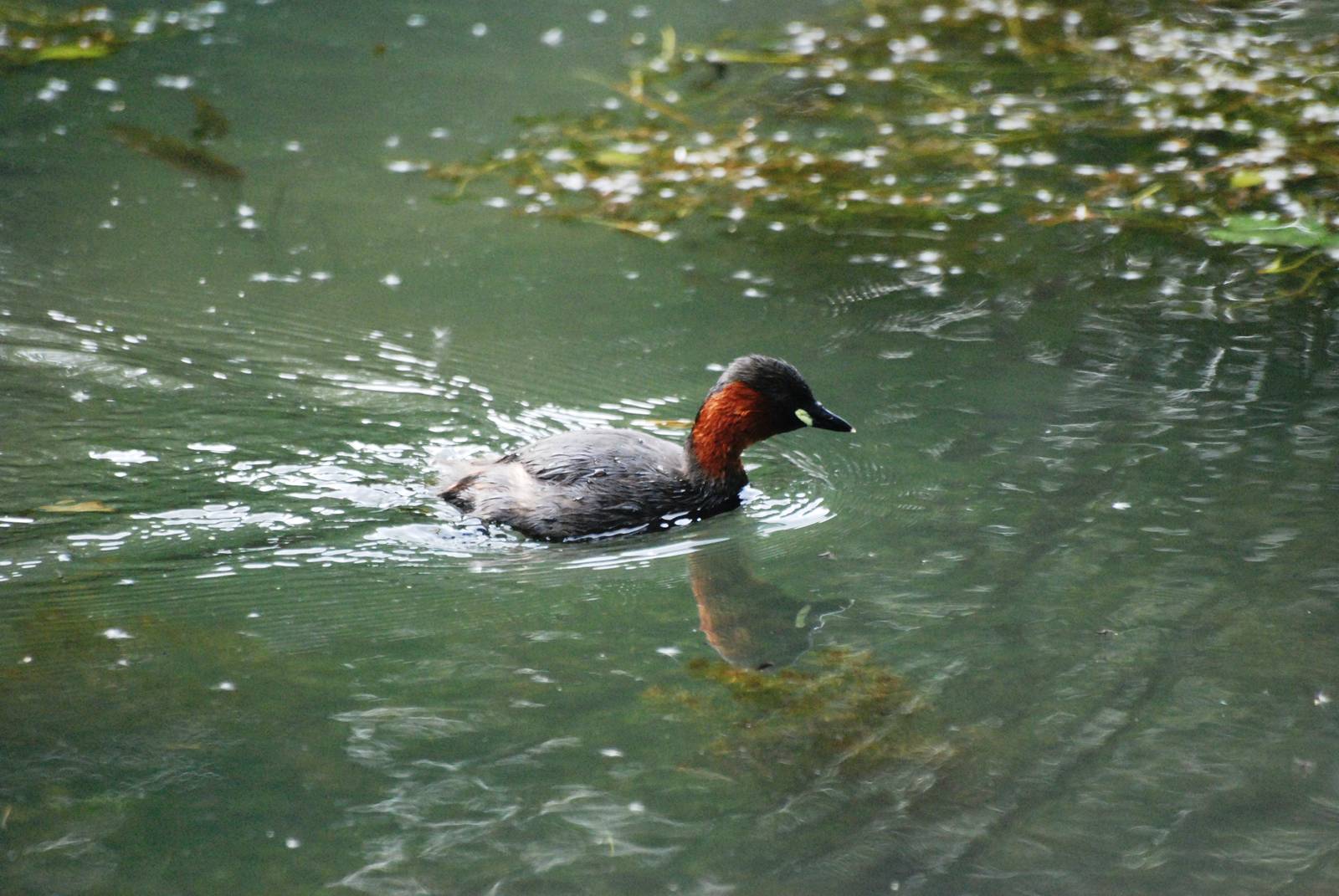 Little Grebe at Cromford Canal, 27/05/13