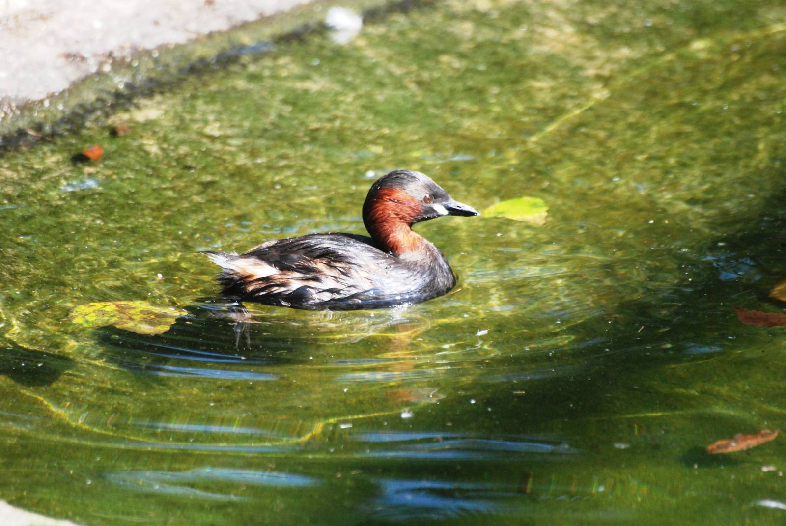 Little Grebe at Dresden, 29/08/12
