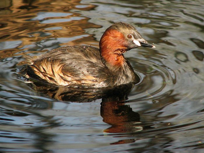 Little grebe at Prague zoo