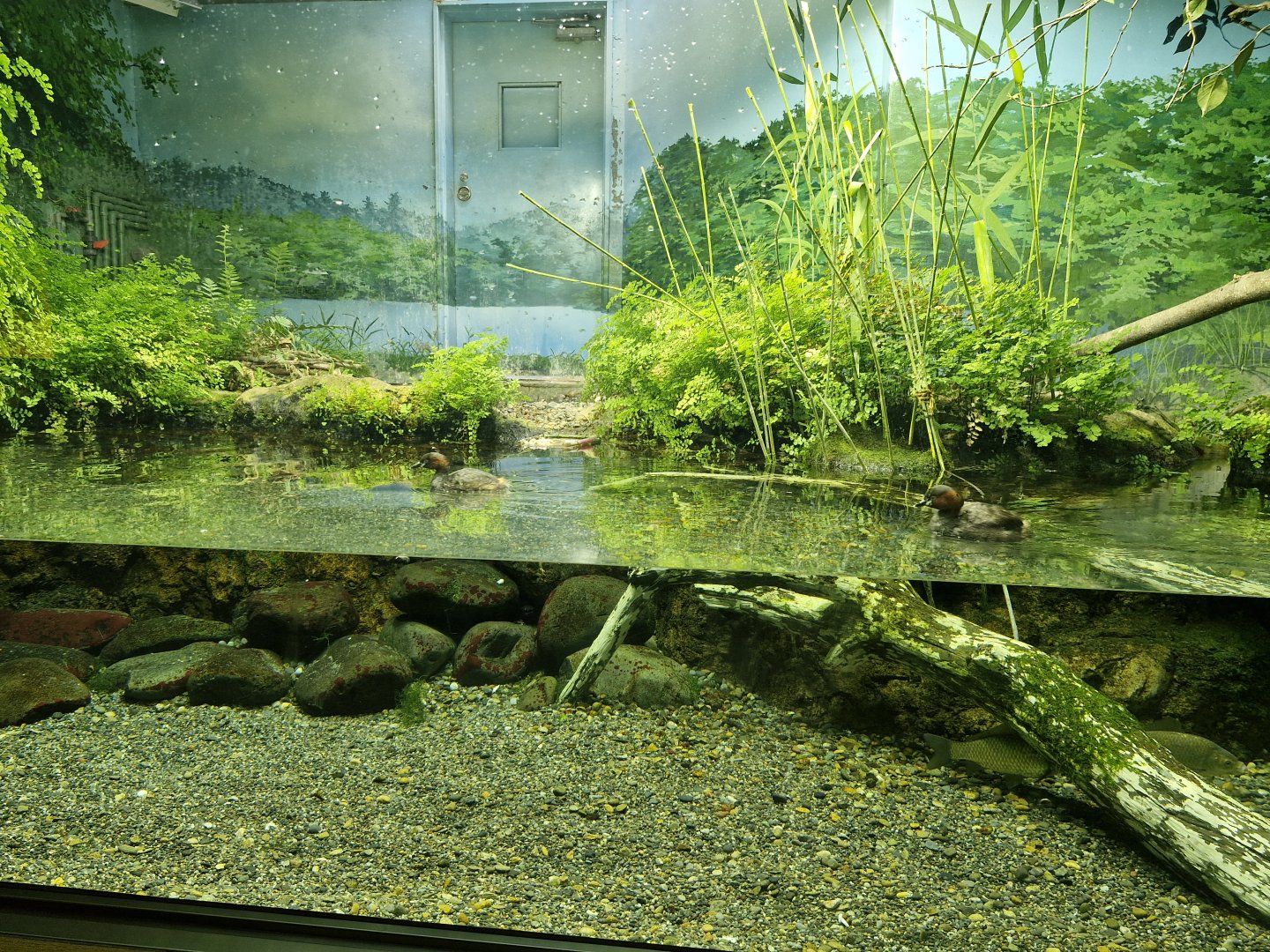Little grebe enclosure